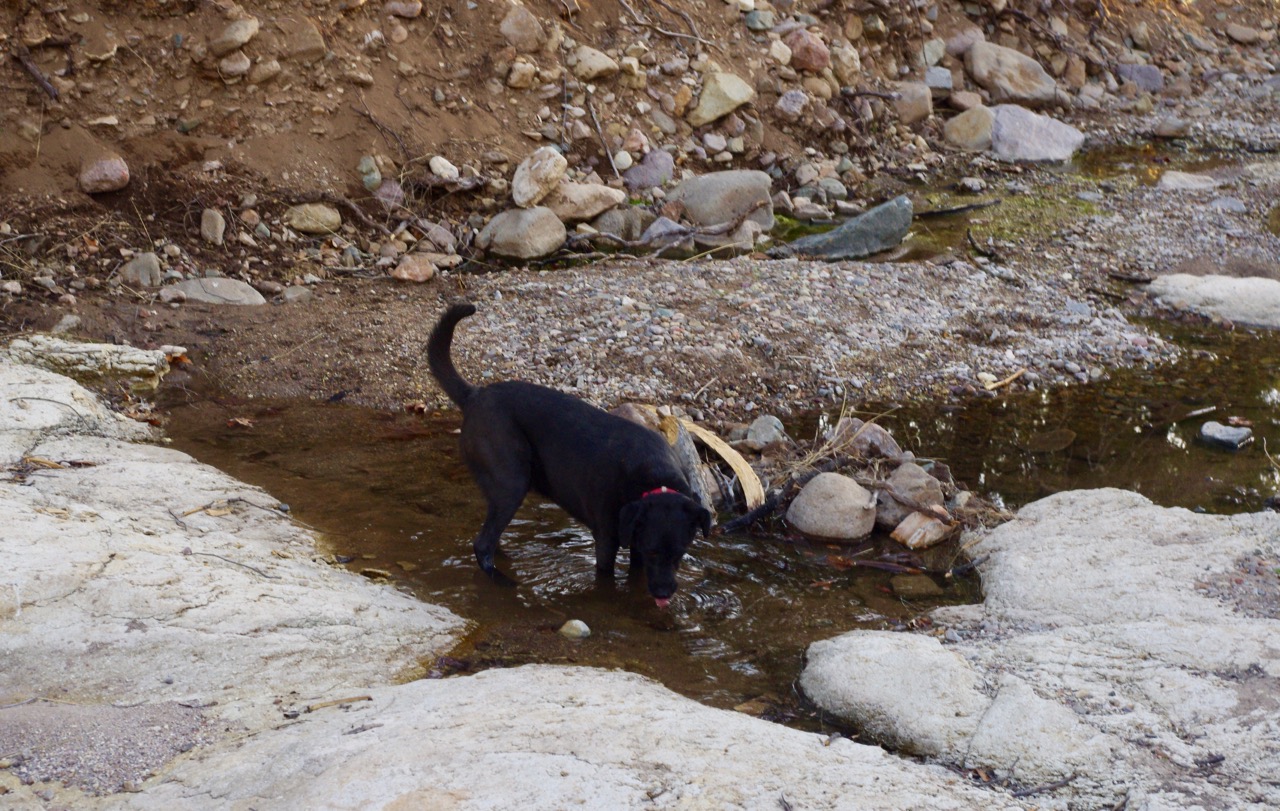 So he plunged into the wash, which showed signs of recent activity. This might actually be a creek. In Arizona, if there’s even a mud puddle at the bottom, it’s likely to be an active river.