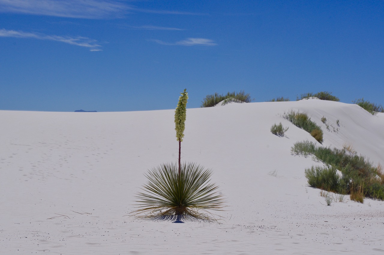 The Soaptree Yucca were in bloom at the monument