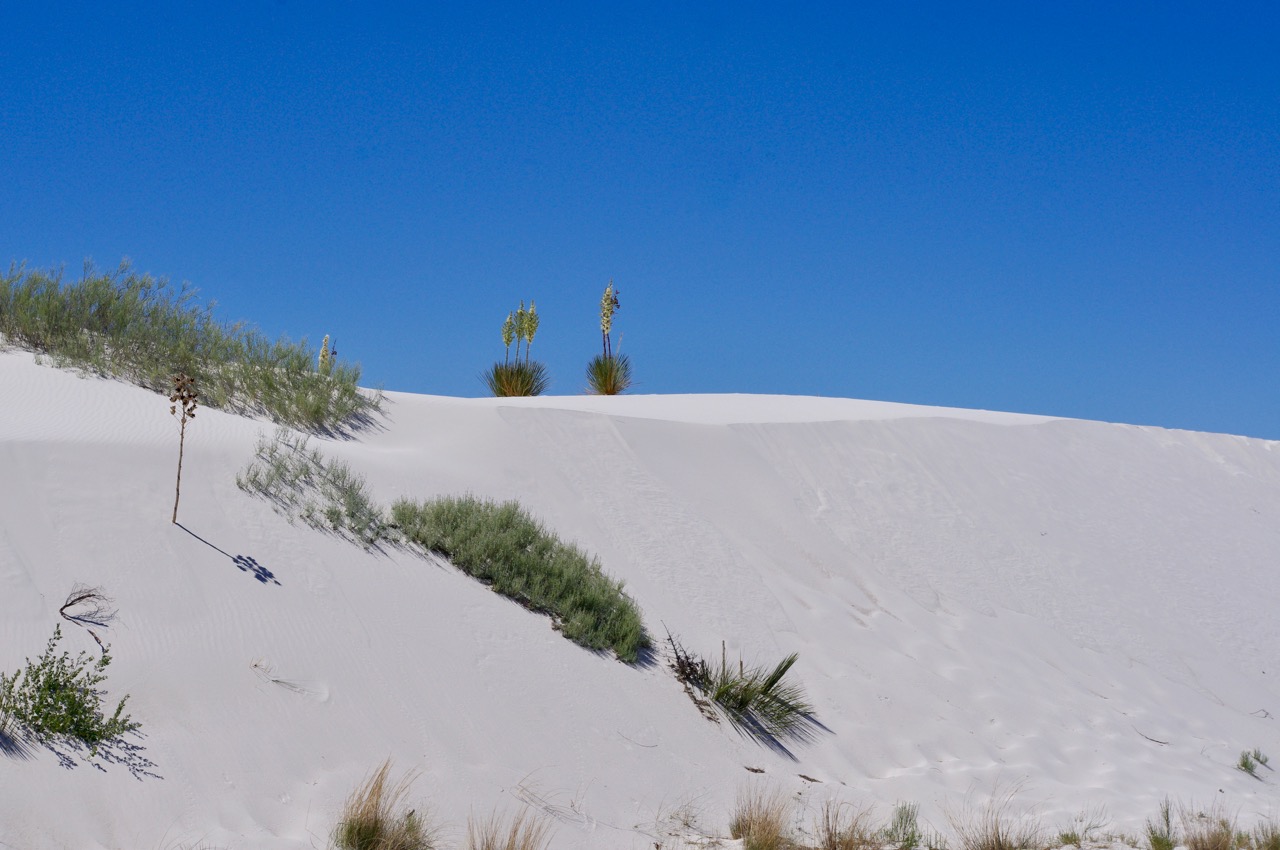 This is called the 'inter-dunal' area, where there are many patches of regular desert amongst the dunes, and more plant growth on the dunes themselves.