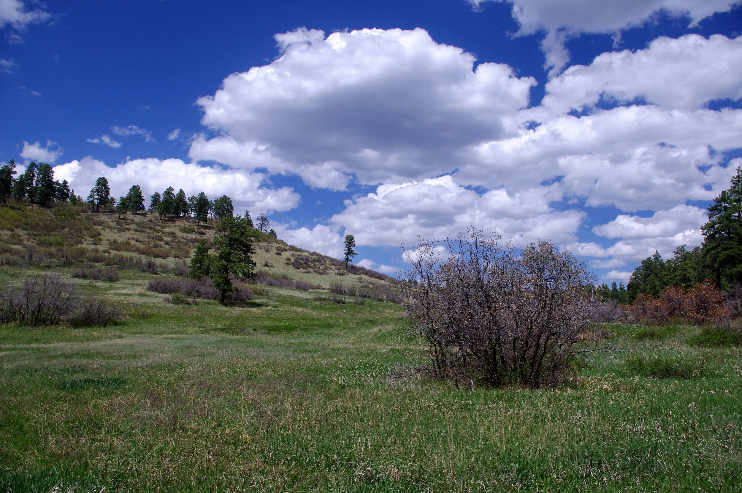 This is our camping spot near Pagosa Springs. Seriously…how does it get any better than this? It’s about 70 degrees today, and will be 70 degrees tomorrow as well. We fought our way over a string of deep chasms and dried mud OHV tracks (it might have been a road) and pulled off into this gorgeous meadow.