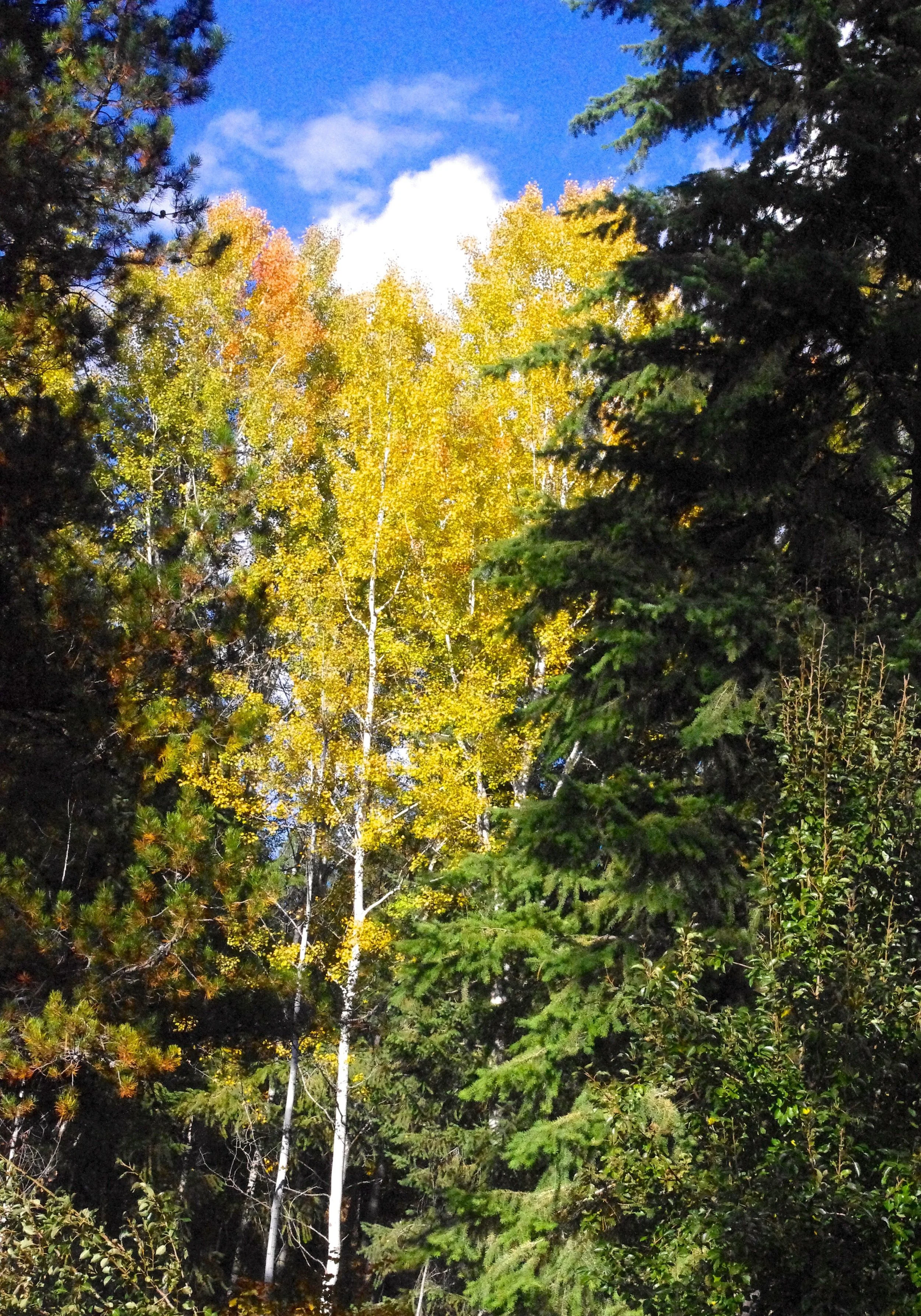 We are on my driveway looking toward the draw that runs through the property. The draw is where all the birches and aspens are; the remainder of the property is various types of conifers. In the Fall, aspens turn this ethereal gold color that is utterly gorgeous. This year hasn’t been one of the best for Fall color, but even so, it’s still pretty wonderful.