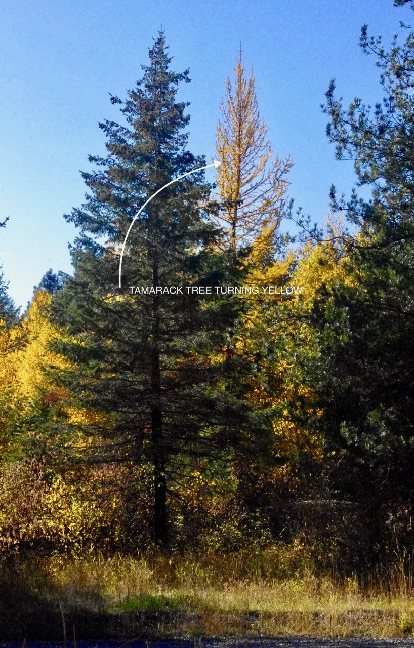 In the Fall, the mountains are dotted with what appear to be dying conifers…but they are actually Tamaracks (aka Western Larch), a deciduous conifer. This is a crappy shot of a tamarack across the street from the foot of my driveway.