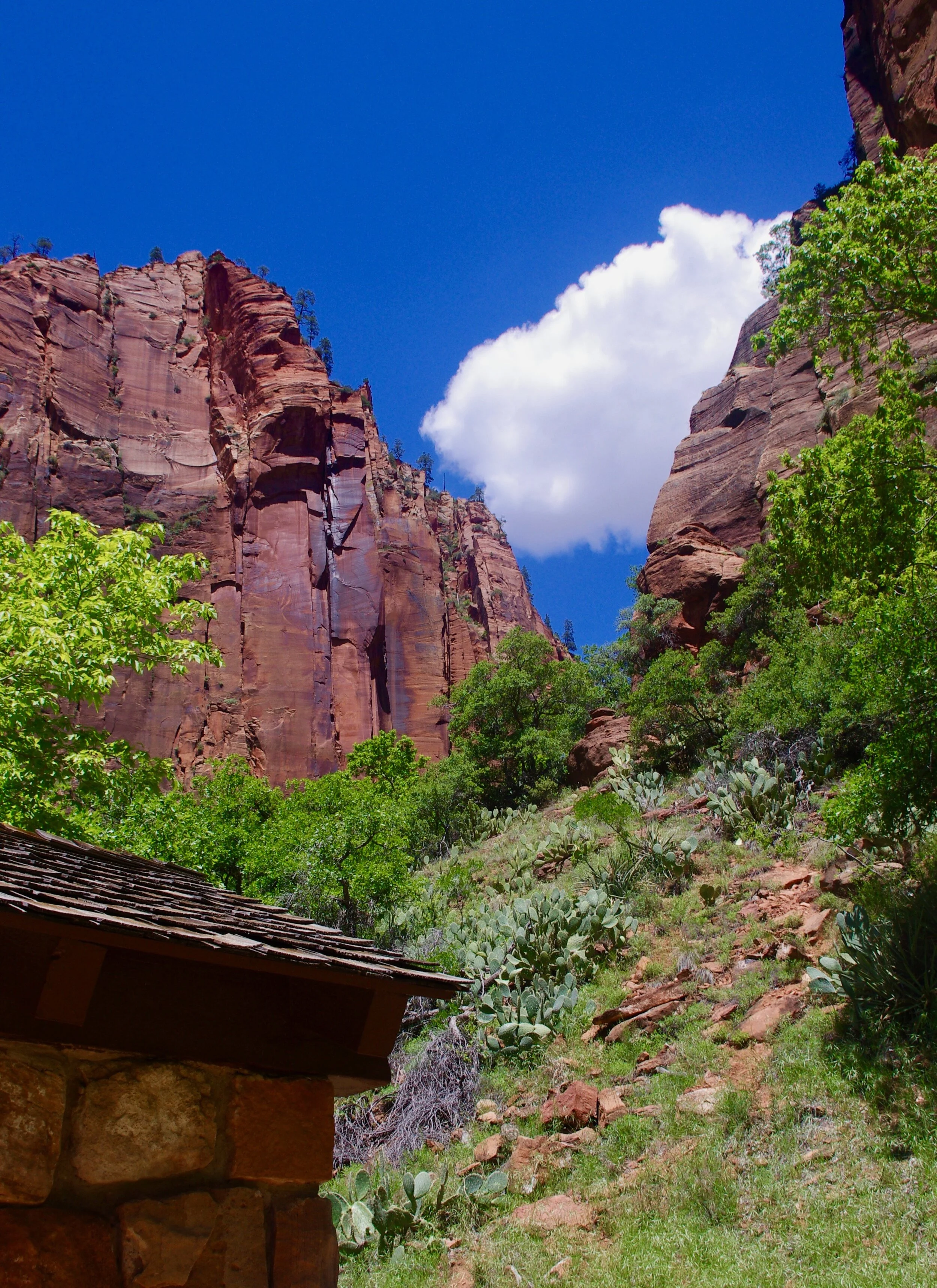 The views at Zion National Park are all vertical. One spends a great deal of one’s time resting one’s head on the back of one’s neck while trying not to fall over.