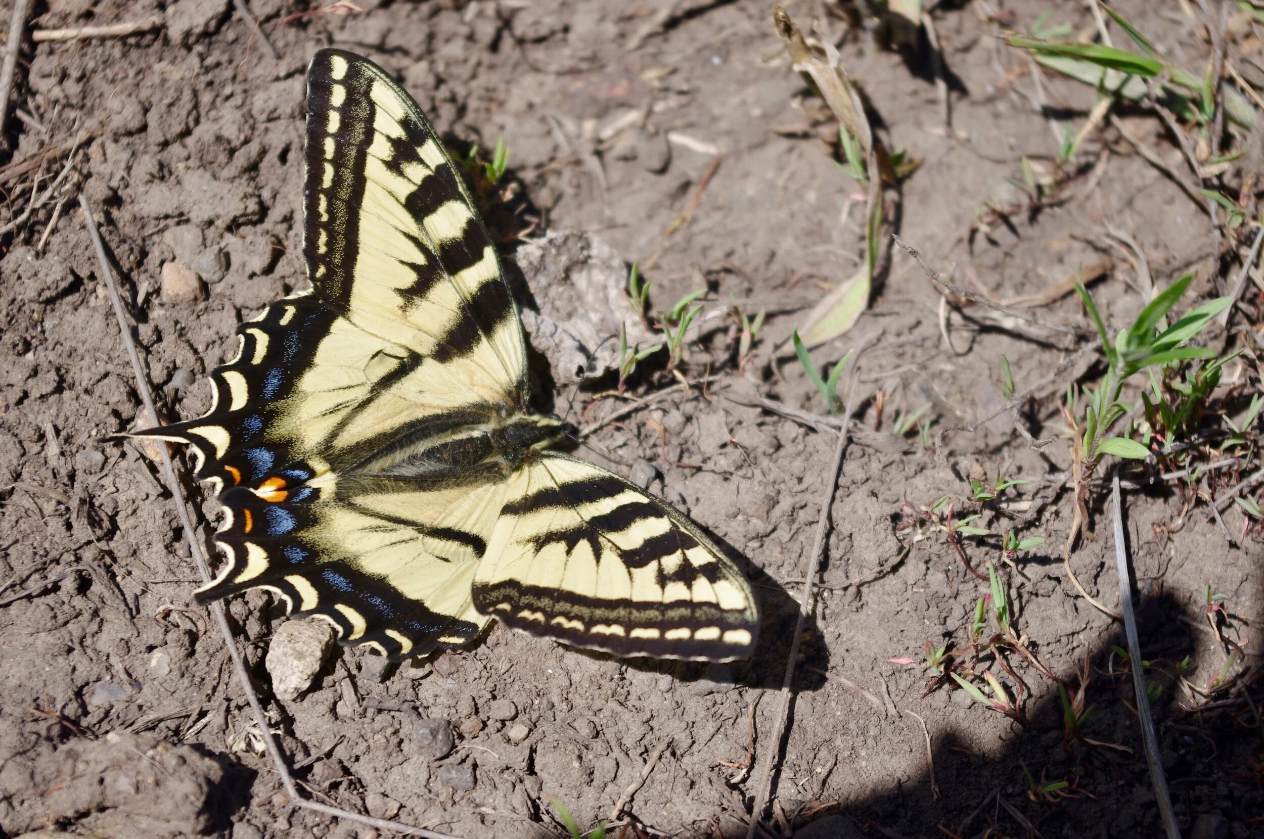 Butterfly CO.jpg