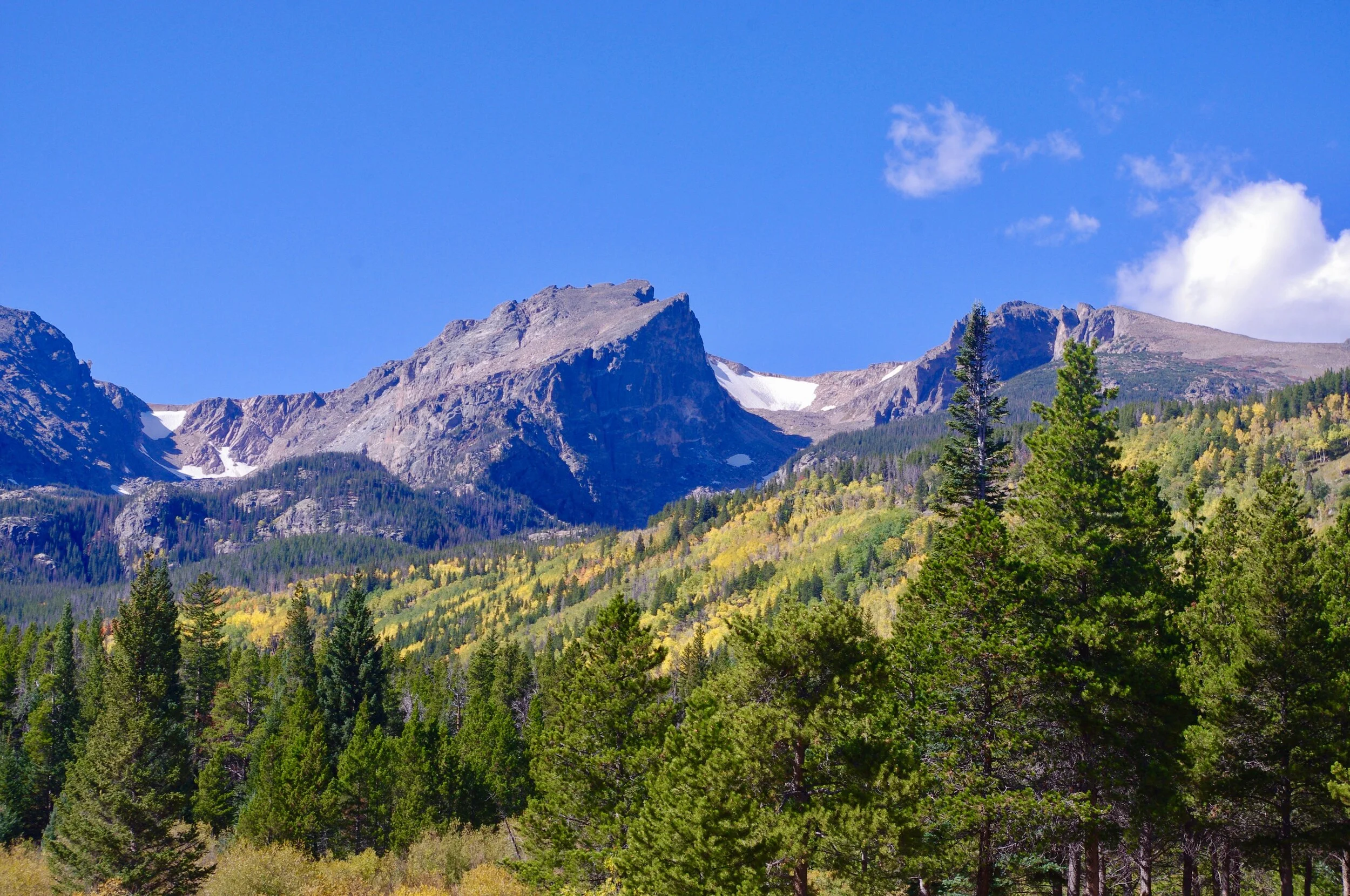 Aspens on the hillside