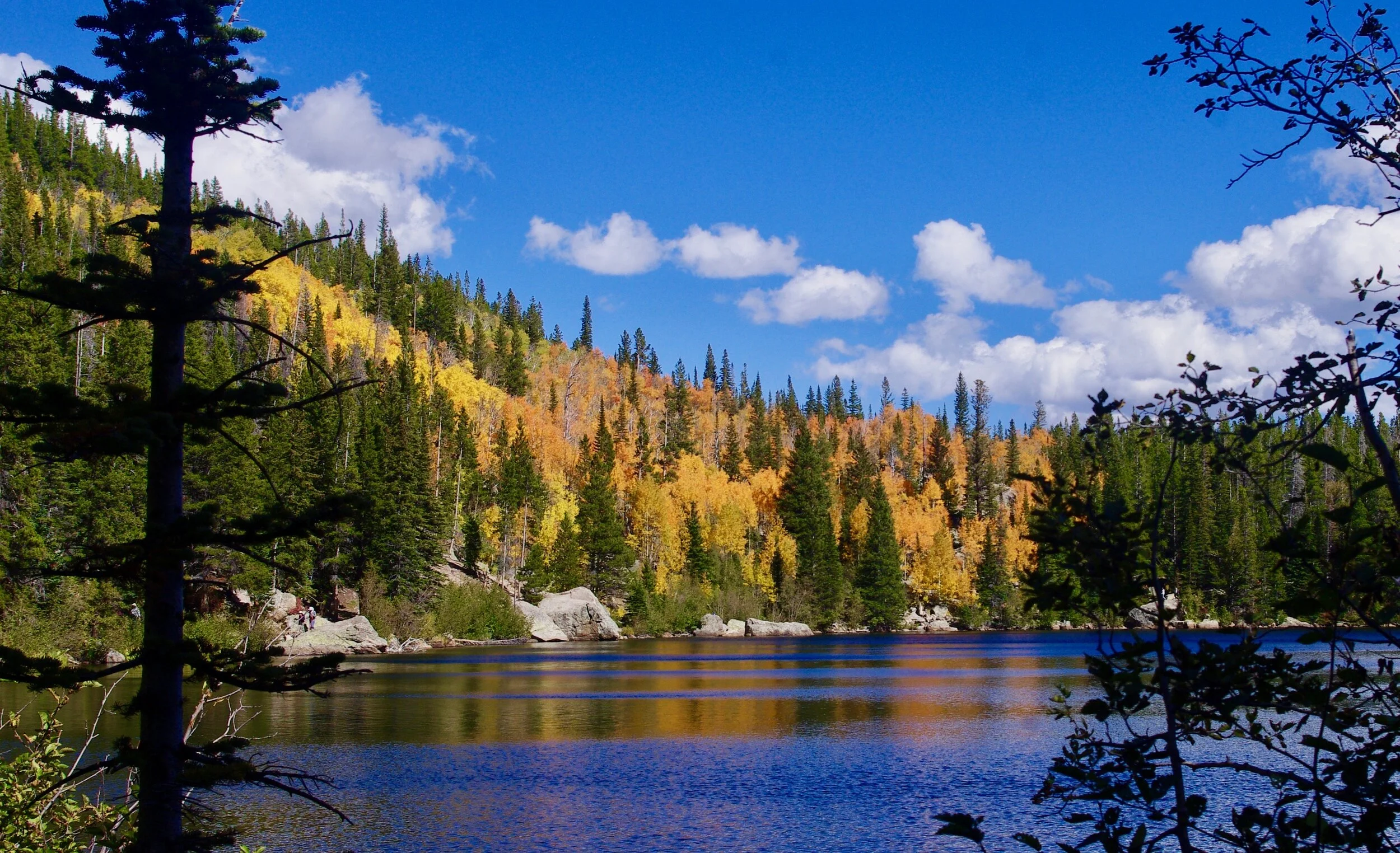 The aspens are golden, but also can blush a delicate red, like these