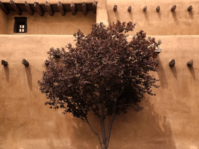 VIGAS AND THE TREE