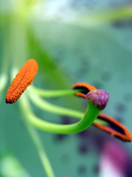 INSIDE DAYLILY