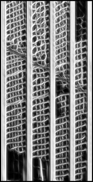 DNA SHEAR