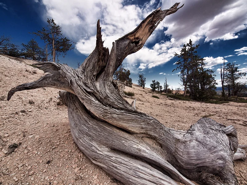 GNARLY BLUES