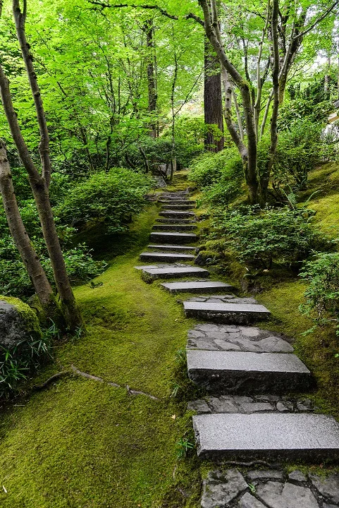 綠色森林中的石階步道