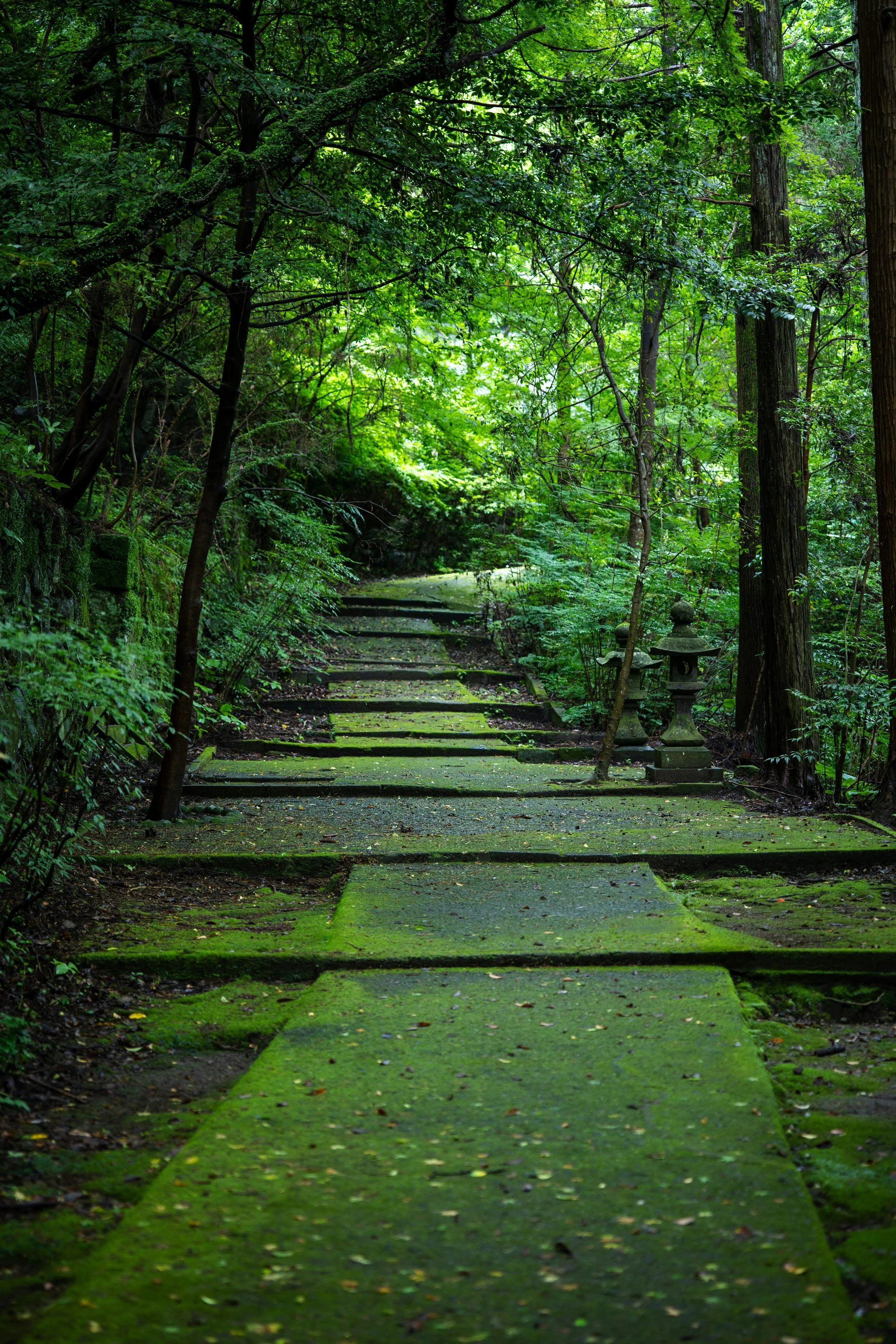 Stone path and steps through a green forest