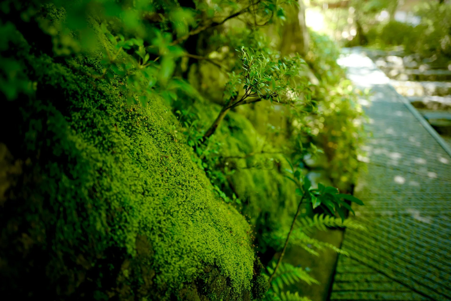 green-path-counselling-burnaby.jpg