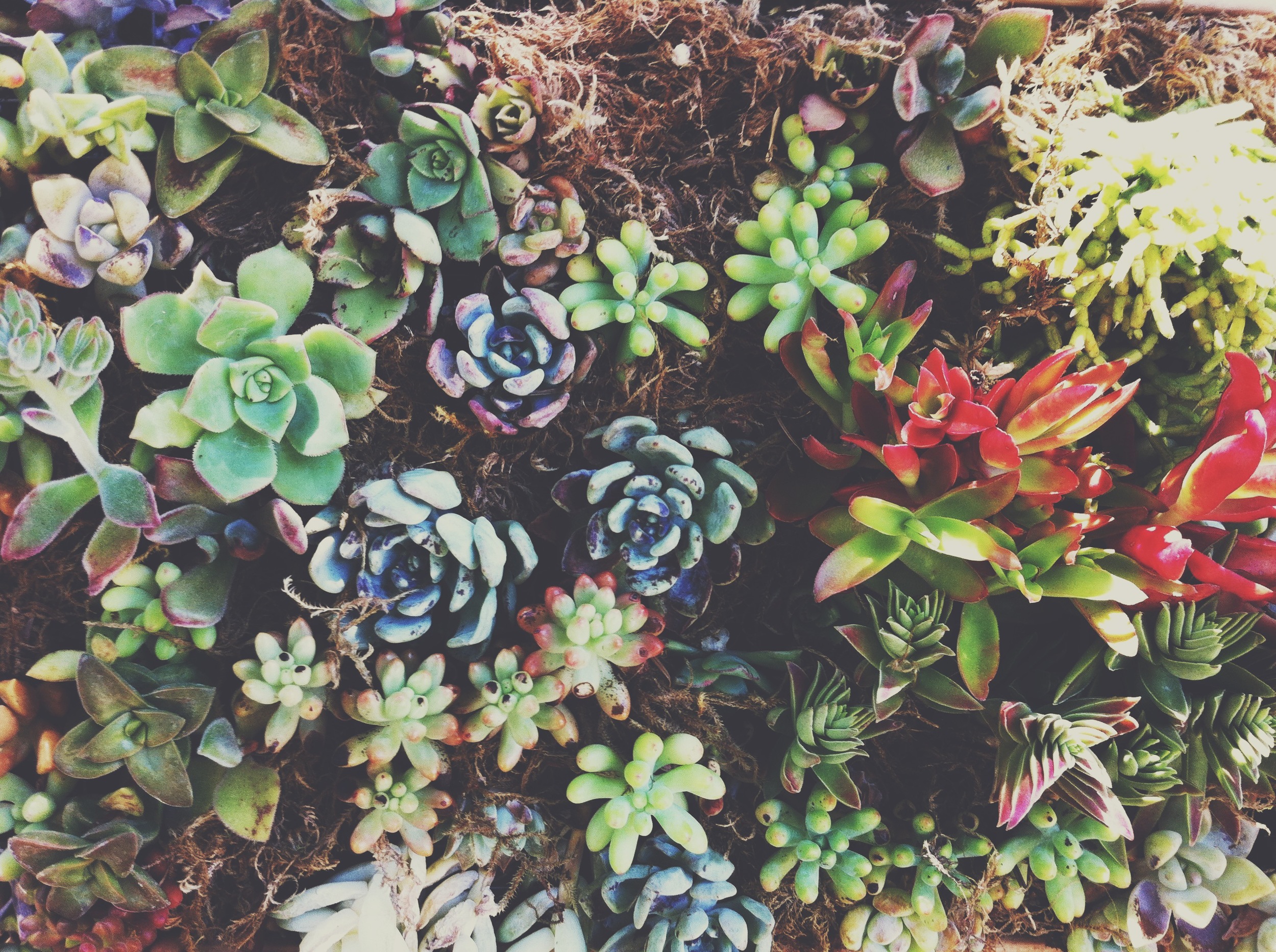 succulents01.JPG