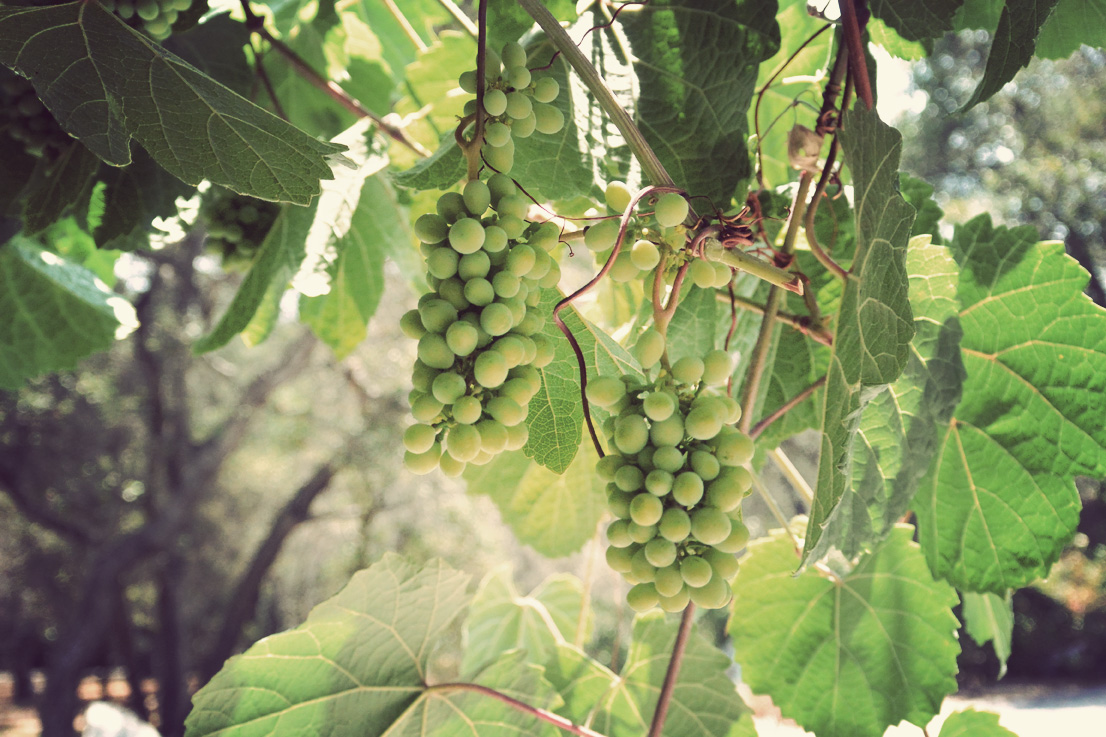 grapes02.jpg