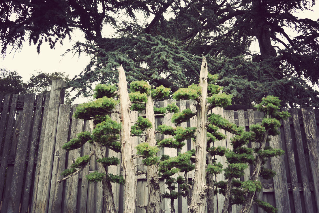 bonsai01.jpg