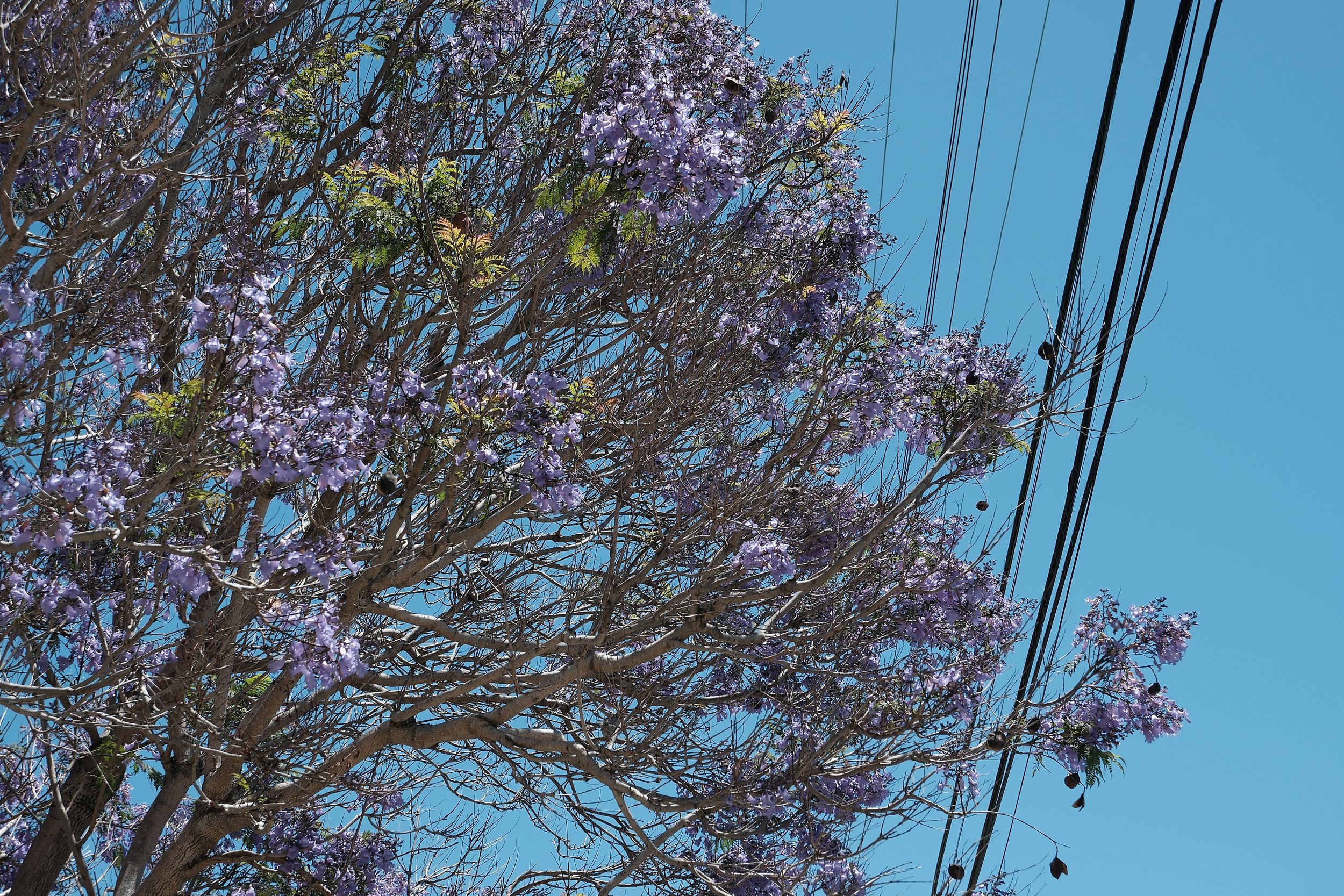 DSCF0014.JPG