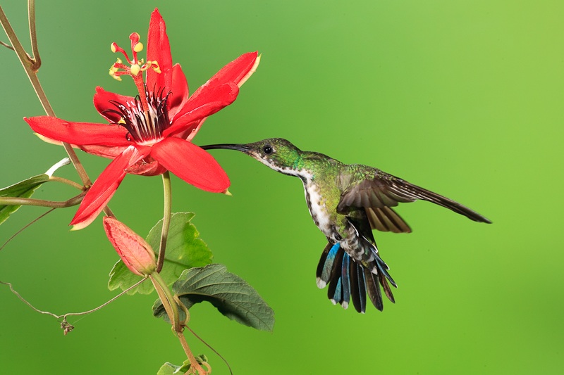 humming bird 2 copy.jpg