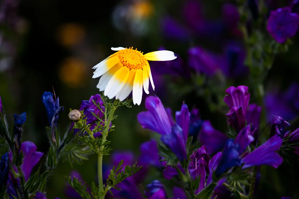 Design Your Own Re-Creation