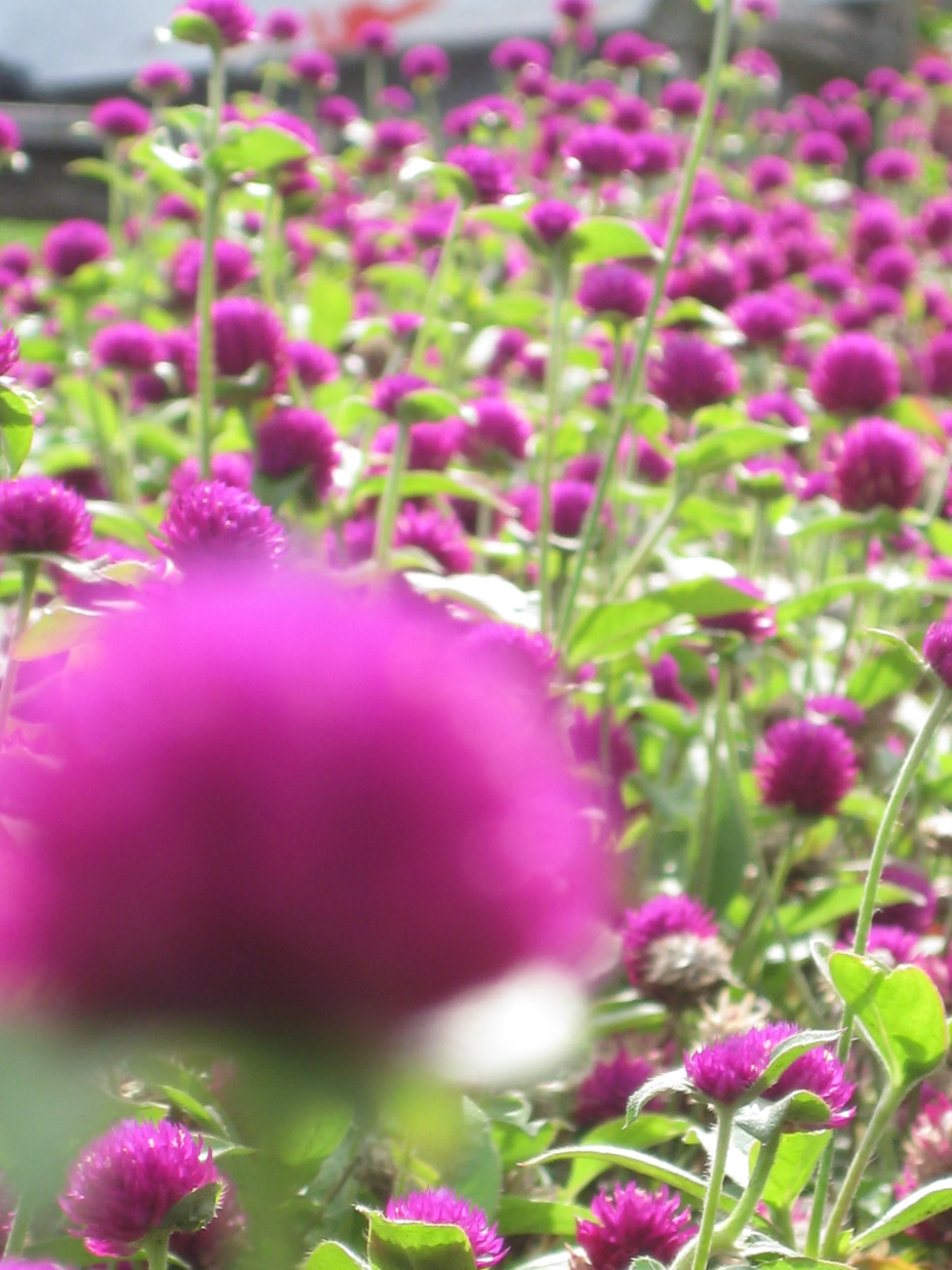 Nature's Medicine: The Healing Power of Awe