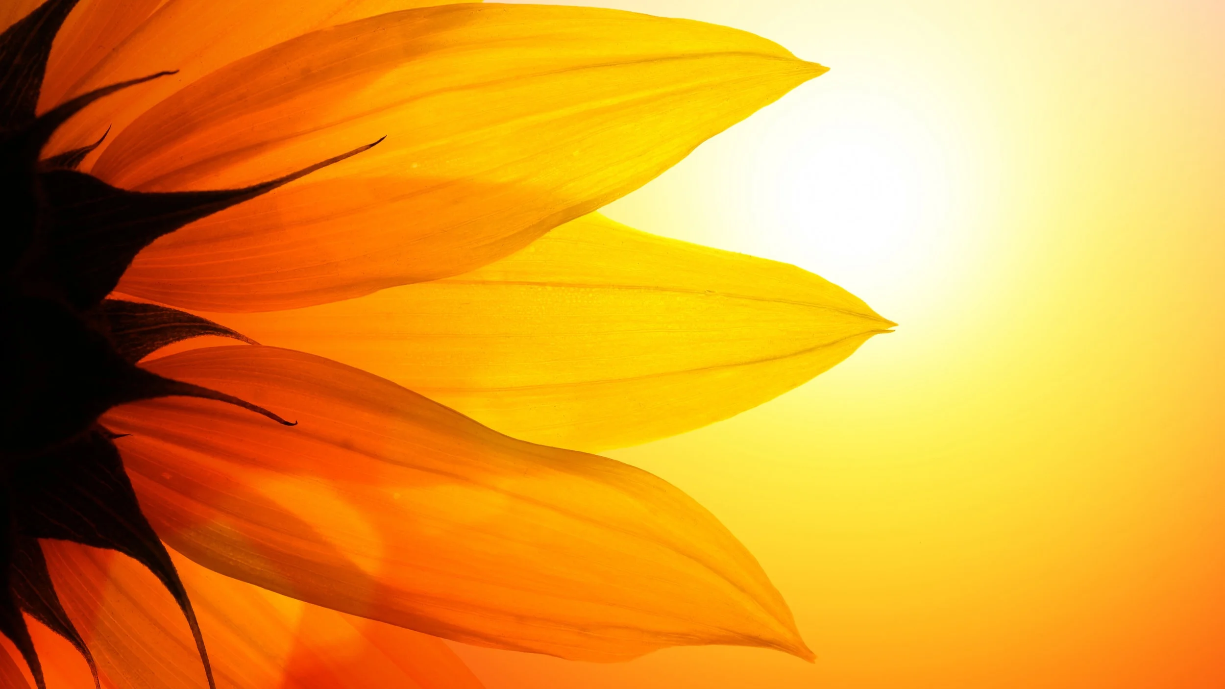 AdobeStock_13410047.jpg