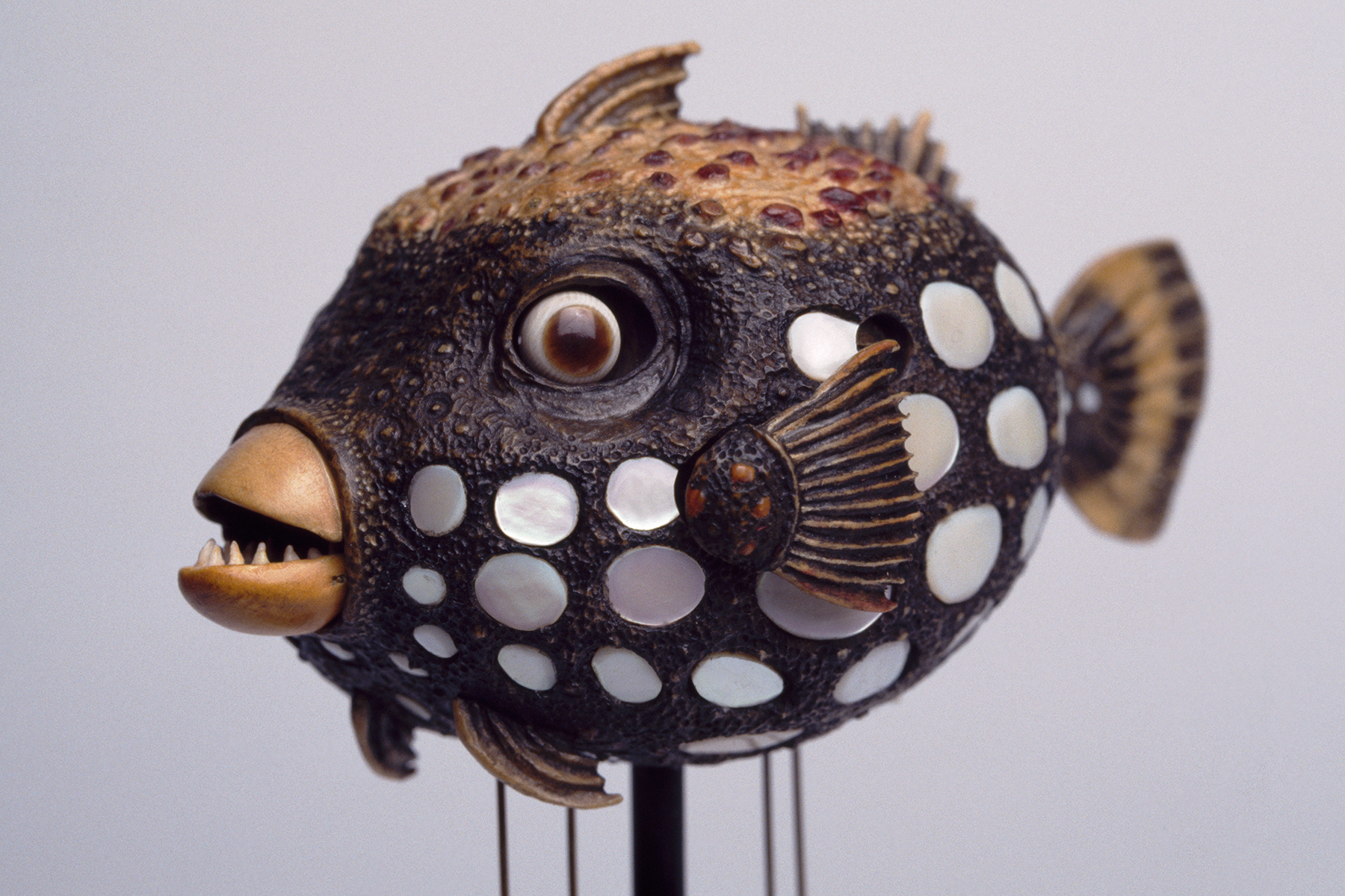 DavidBeck-TriggerFish_35mm_3_web.jpg