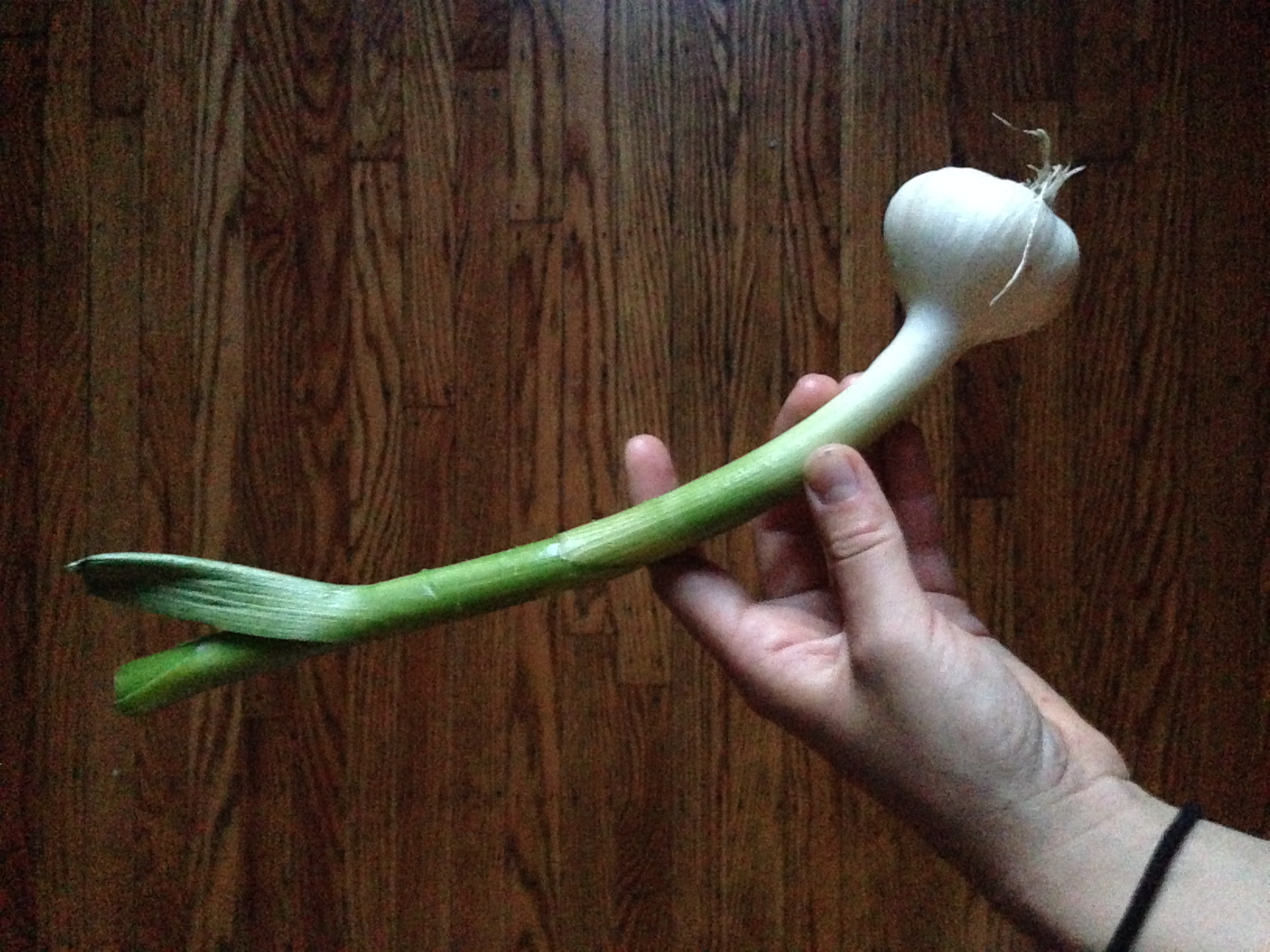 Fresh spring garlic for kicks!