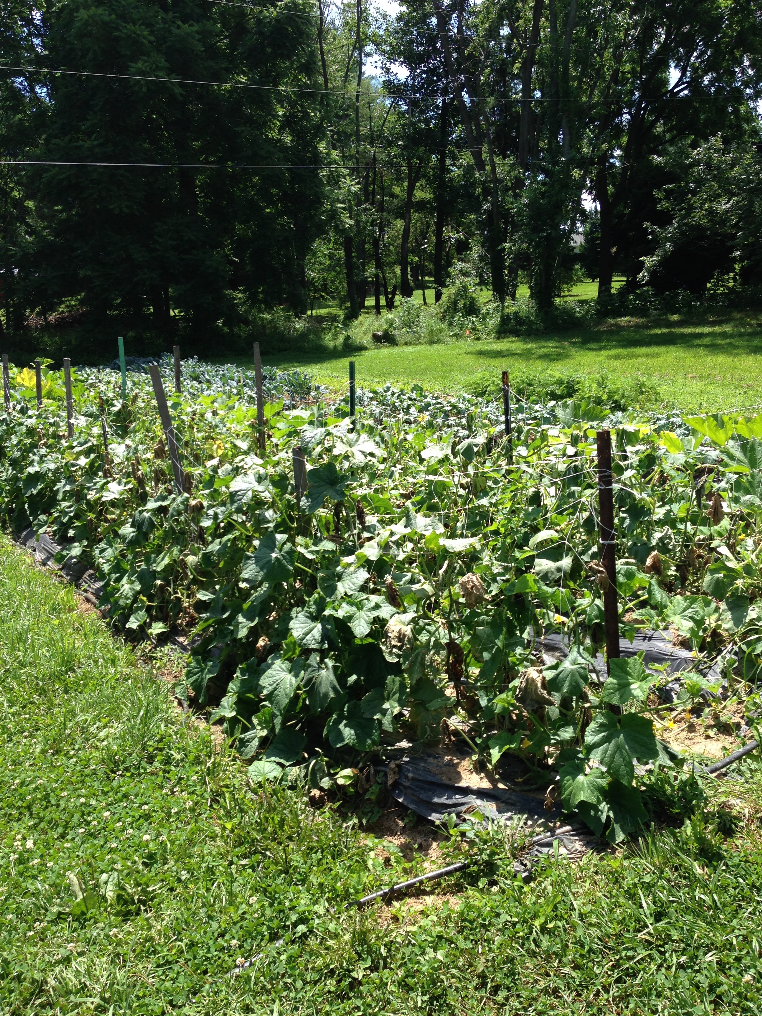 Cucumbers, squash, kale, etc. all basking in the sun! 