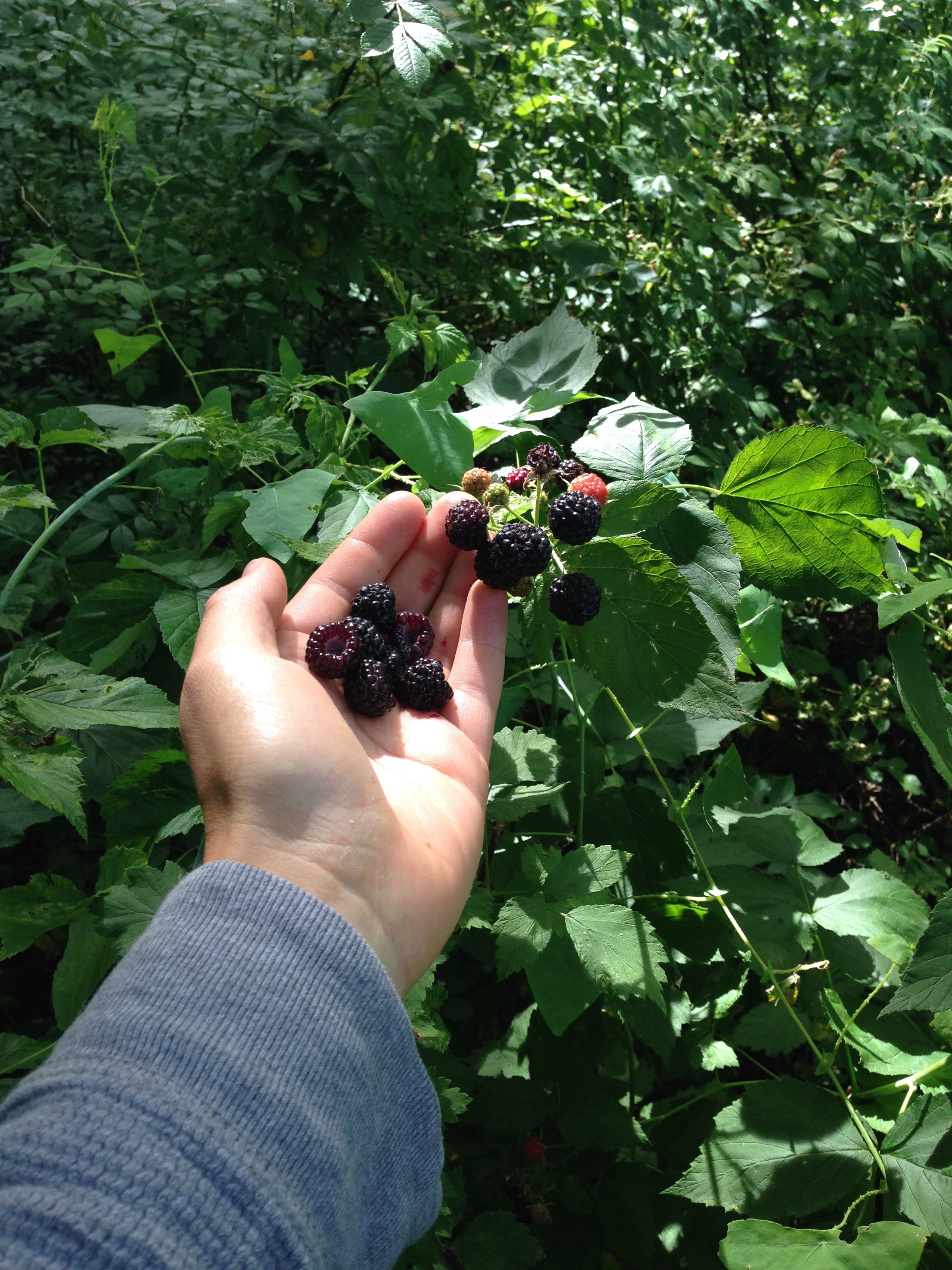 They were wild black raspberries!!