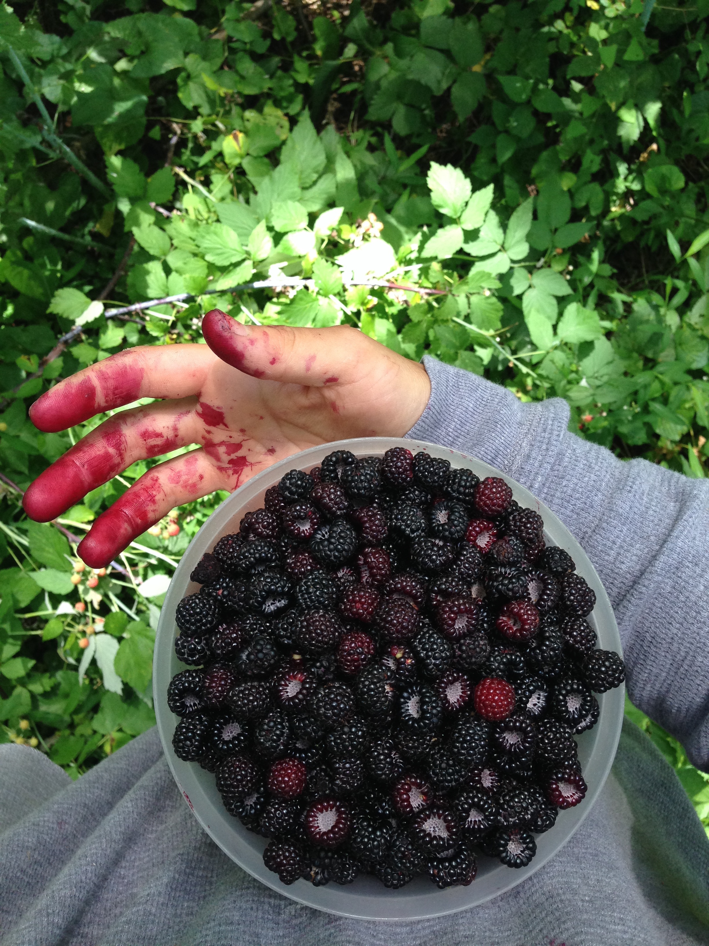 Hands smothered (and mouth) is raspberry juice from one of the most joyful harvests I've had thus far this season. 