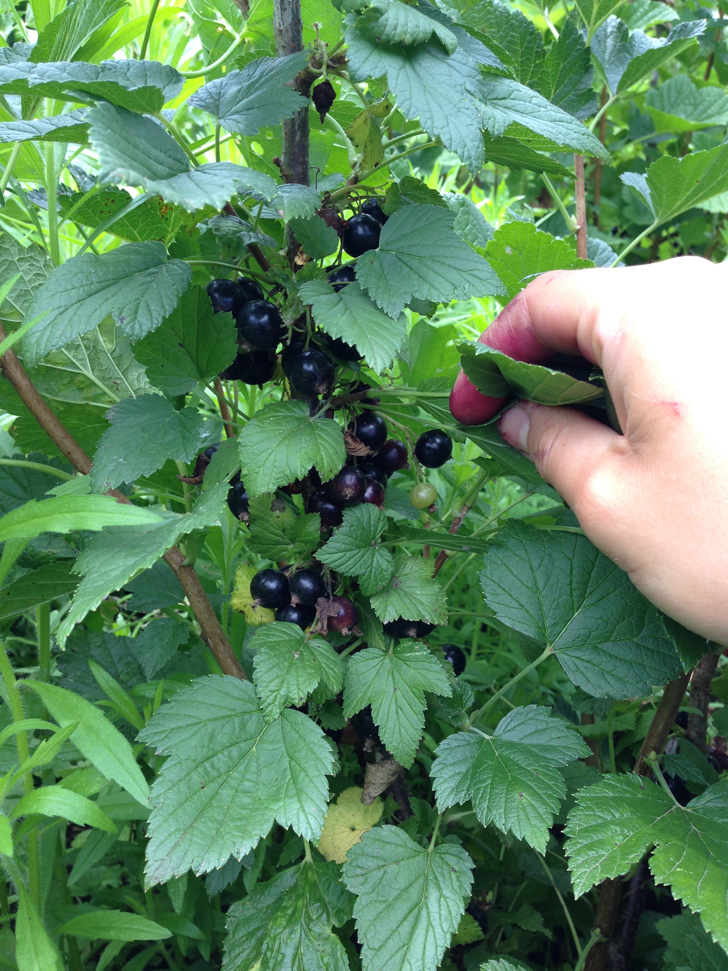 Used my raspberry stained fingers to pick the last of these awesome black currants.