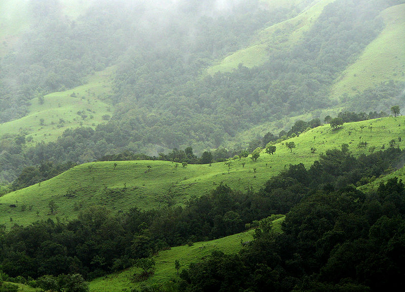Shola highlands are found in Kudremukh National Park, Chikmagalur which is part of the Western Ghats. (Photo source: Karunakar Rayker )