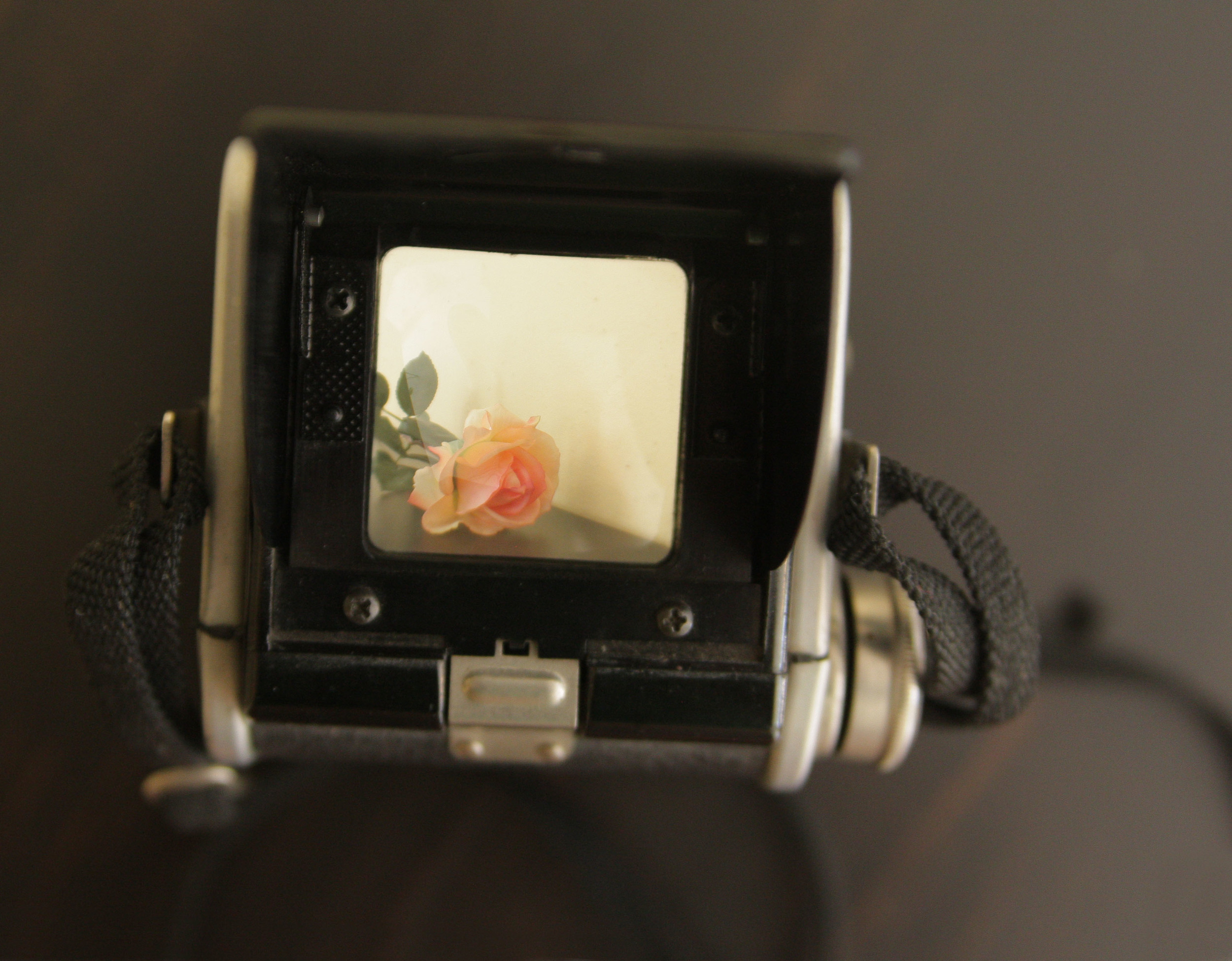 viewfinder flower.jpg