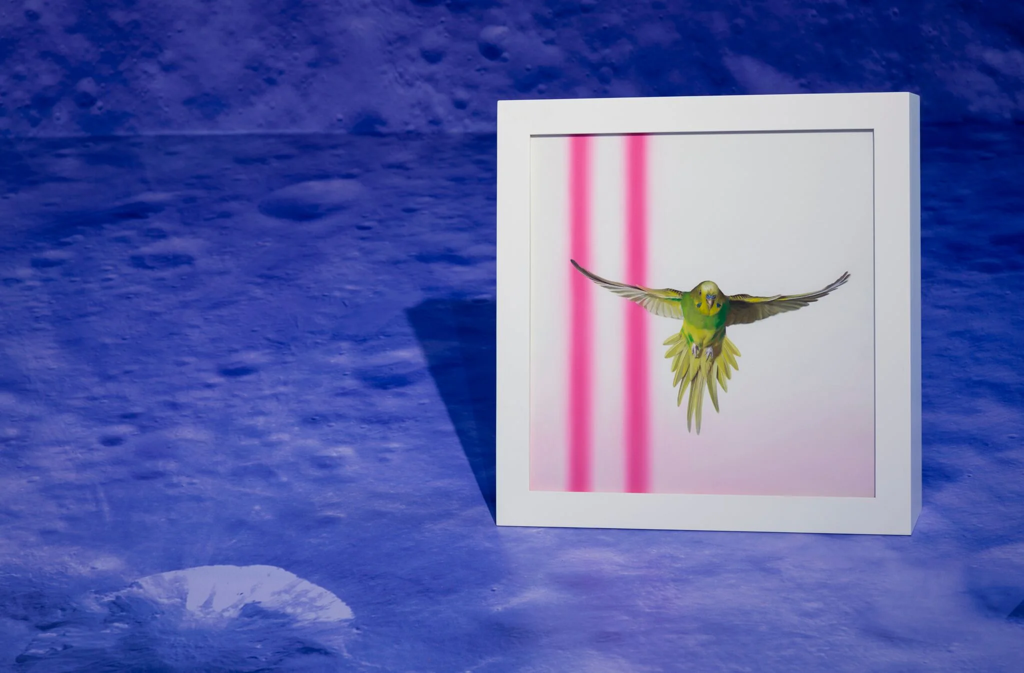 Avian Interplanetary, 2017, install view