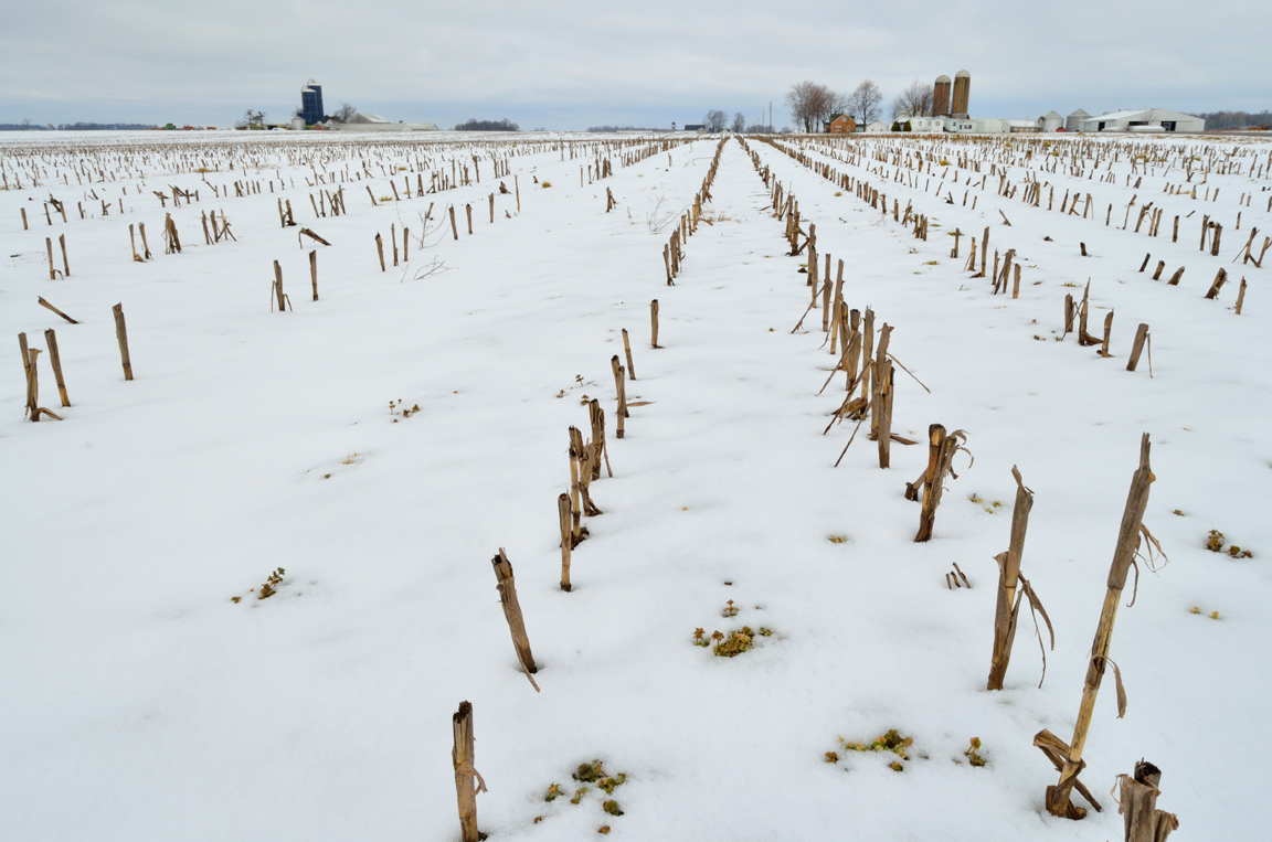 "The" field in February