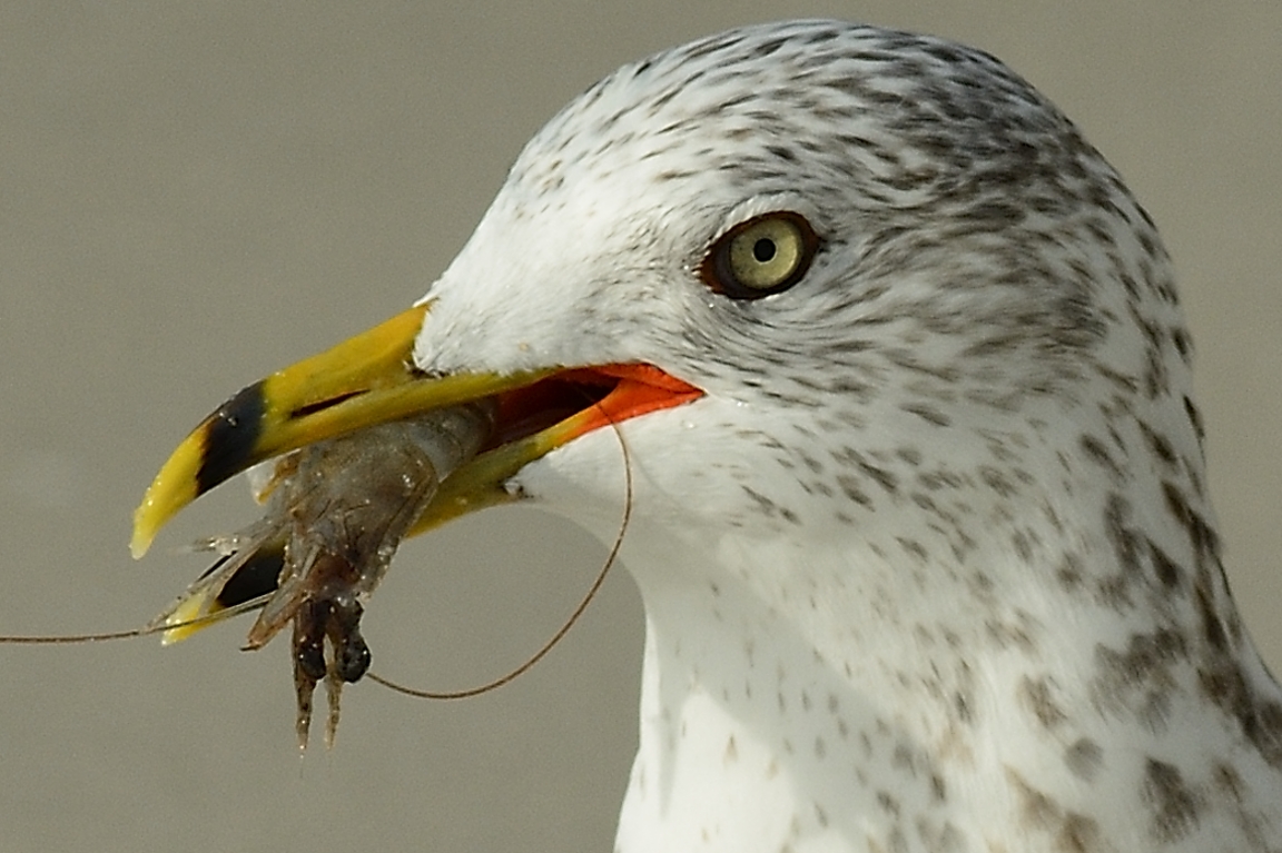 ringedbillgullwithshrimp1email.jpg