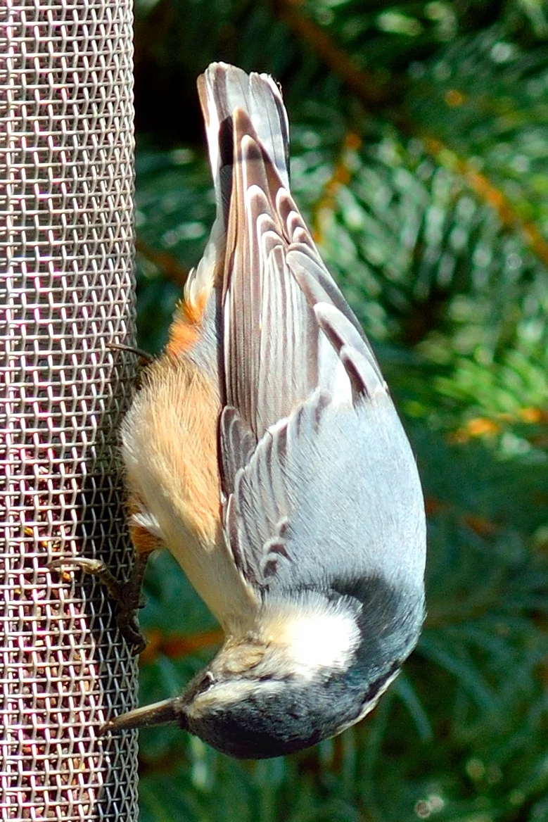 nuthatch2email.jpg