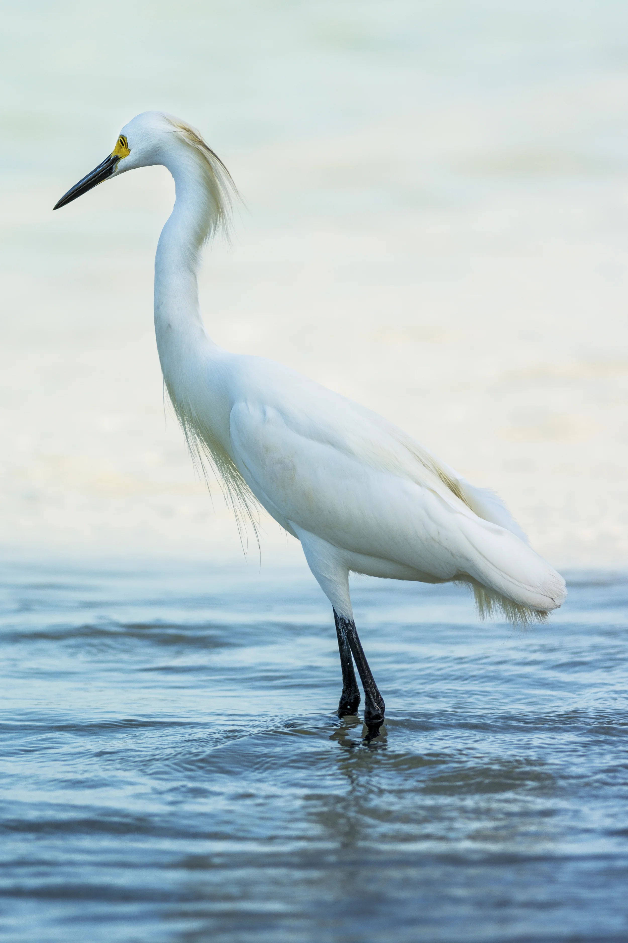 egret2email.jpg