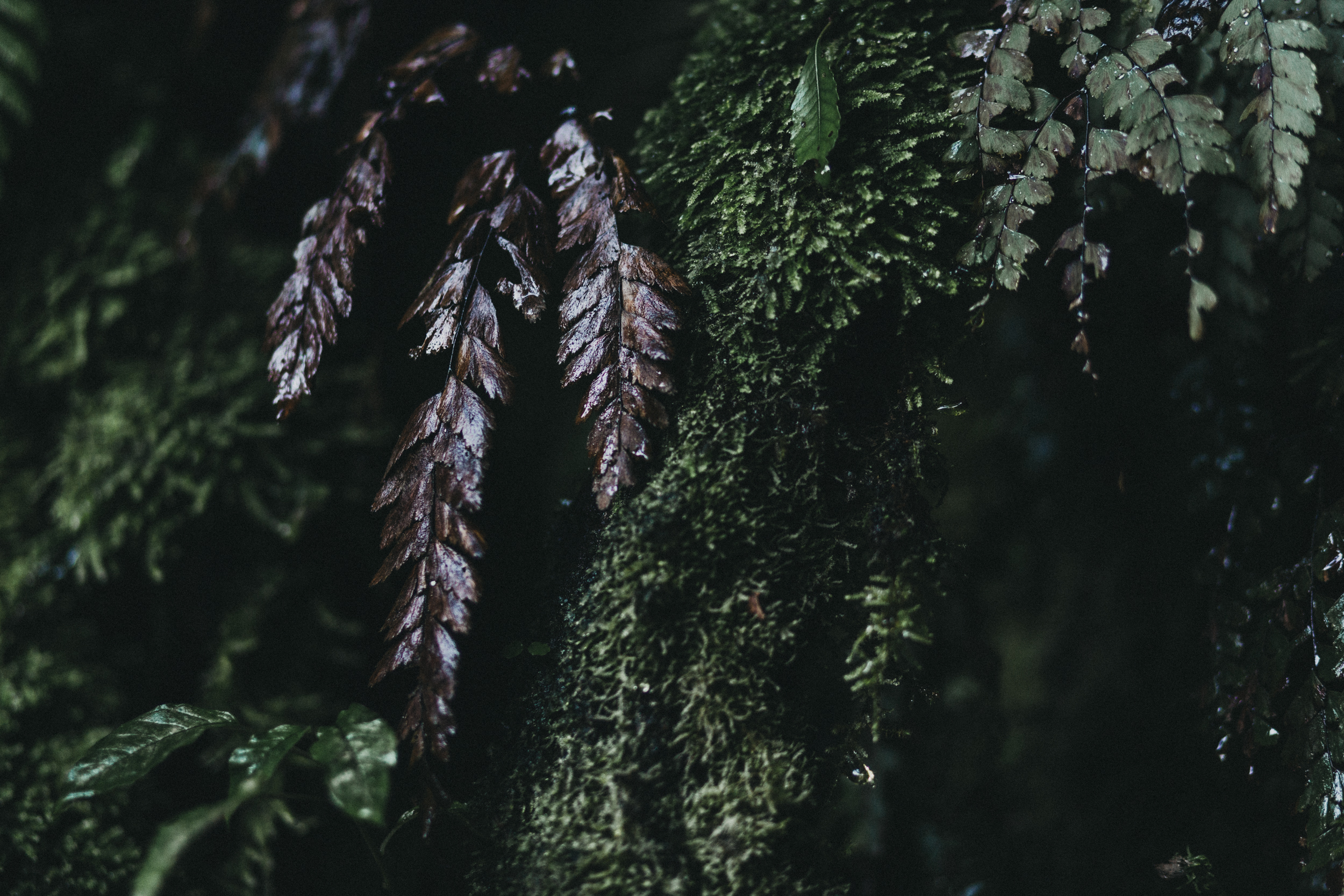 Day Six: a wall of moss and ferns.