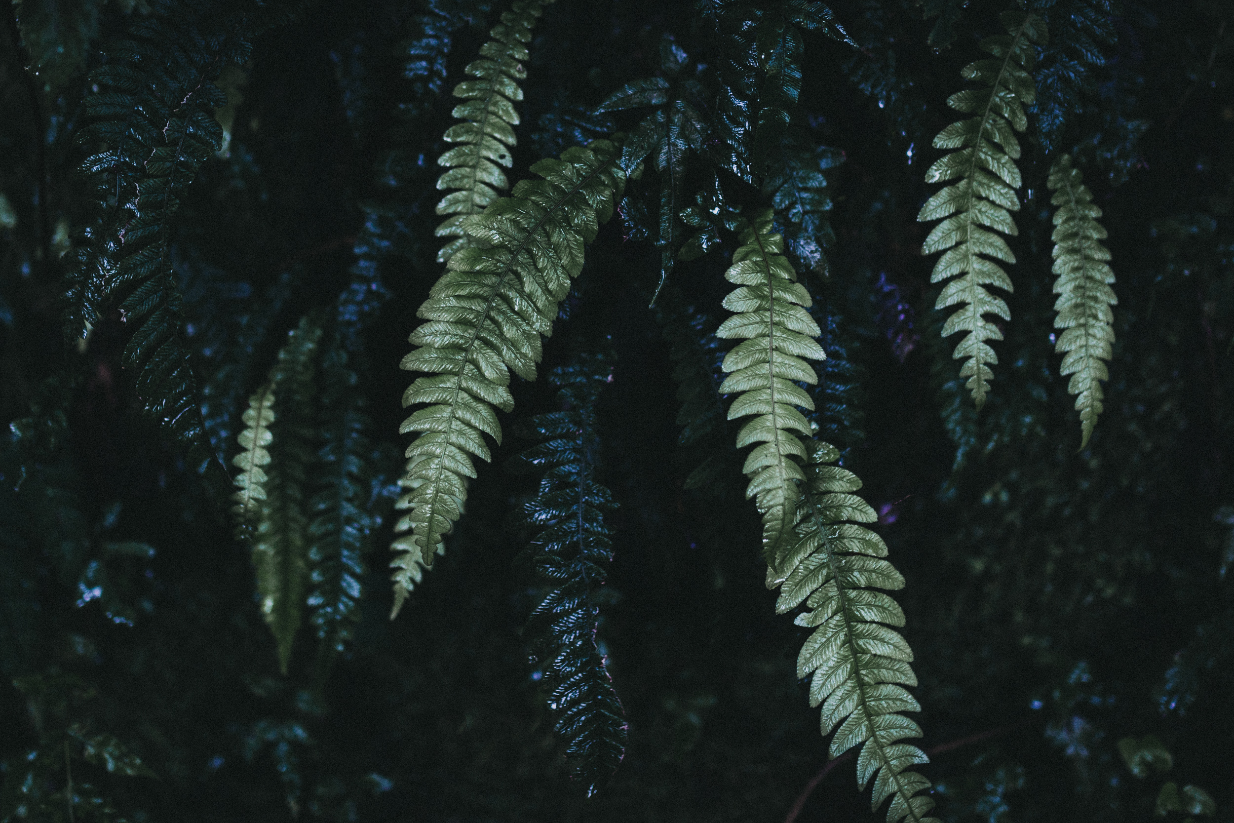 Day Six: more walls of ferns and their different shades of green.