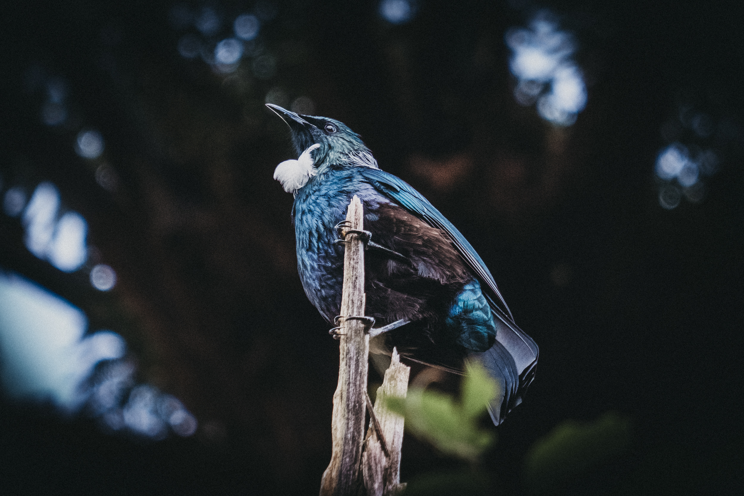 Day Six: Nick succeeds in his mission to photograph the Tui bird, photo @nickforge.