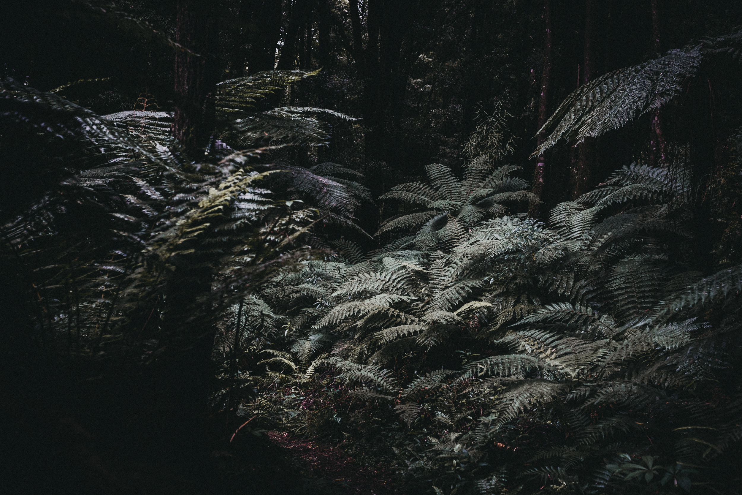 Day Five: arriving to lush rainforest, Ohinetonga Track.