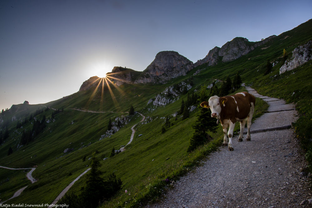 Friendly cow