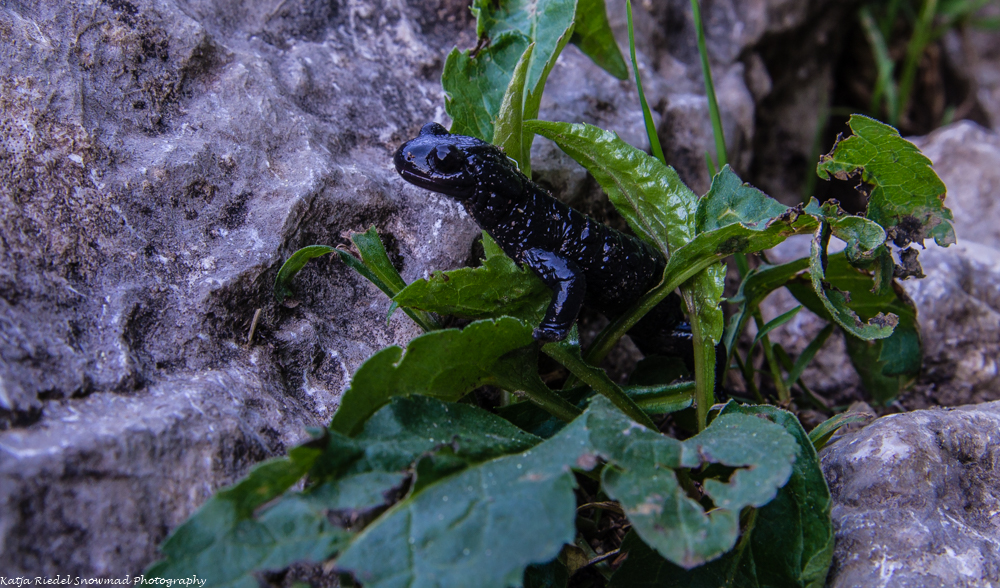 Alpen-Salamander