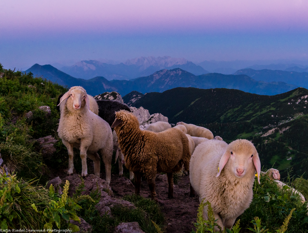 Sheep at sunset