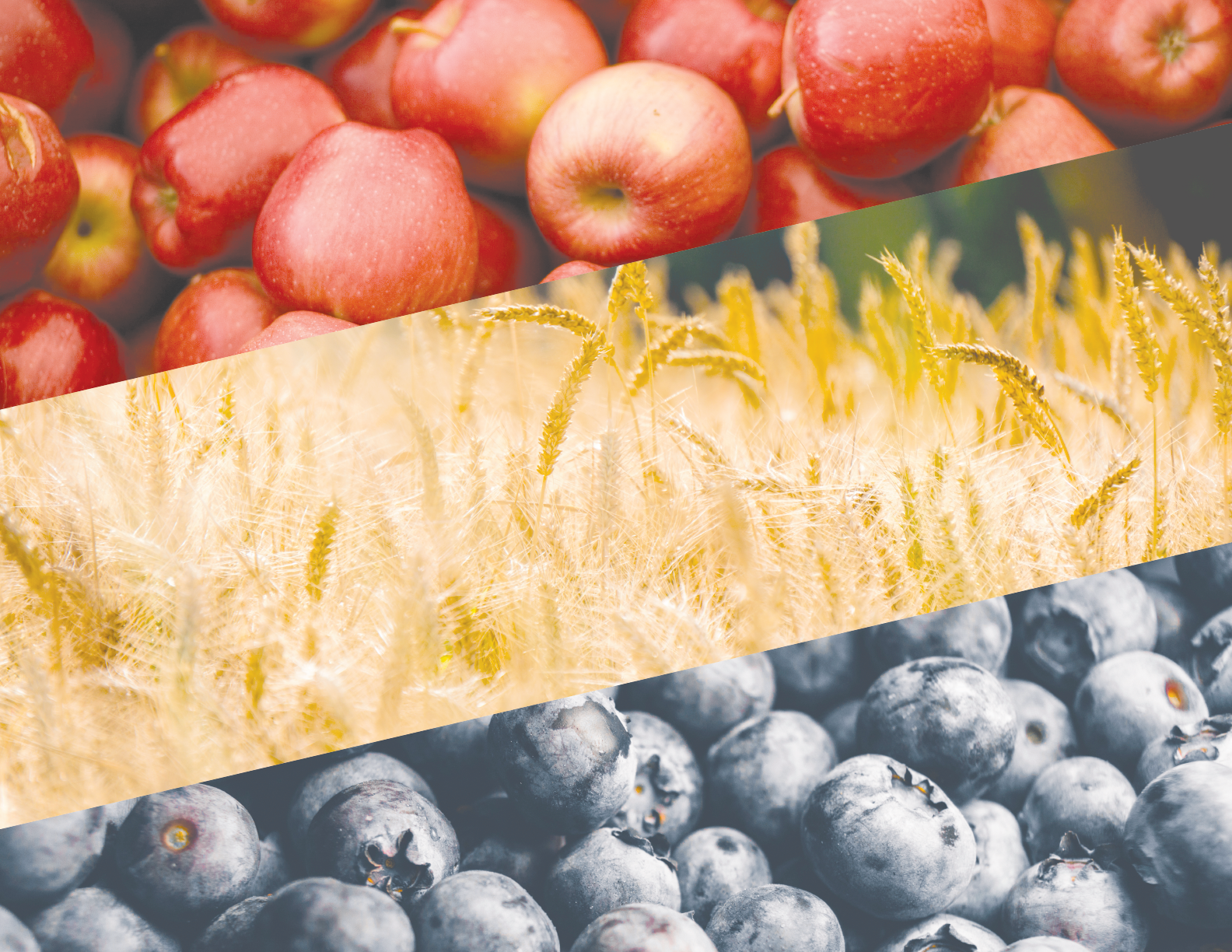 Theme Logo Background@2x.png