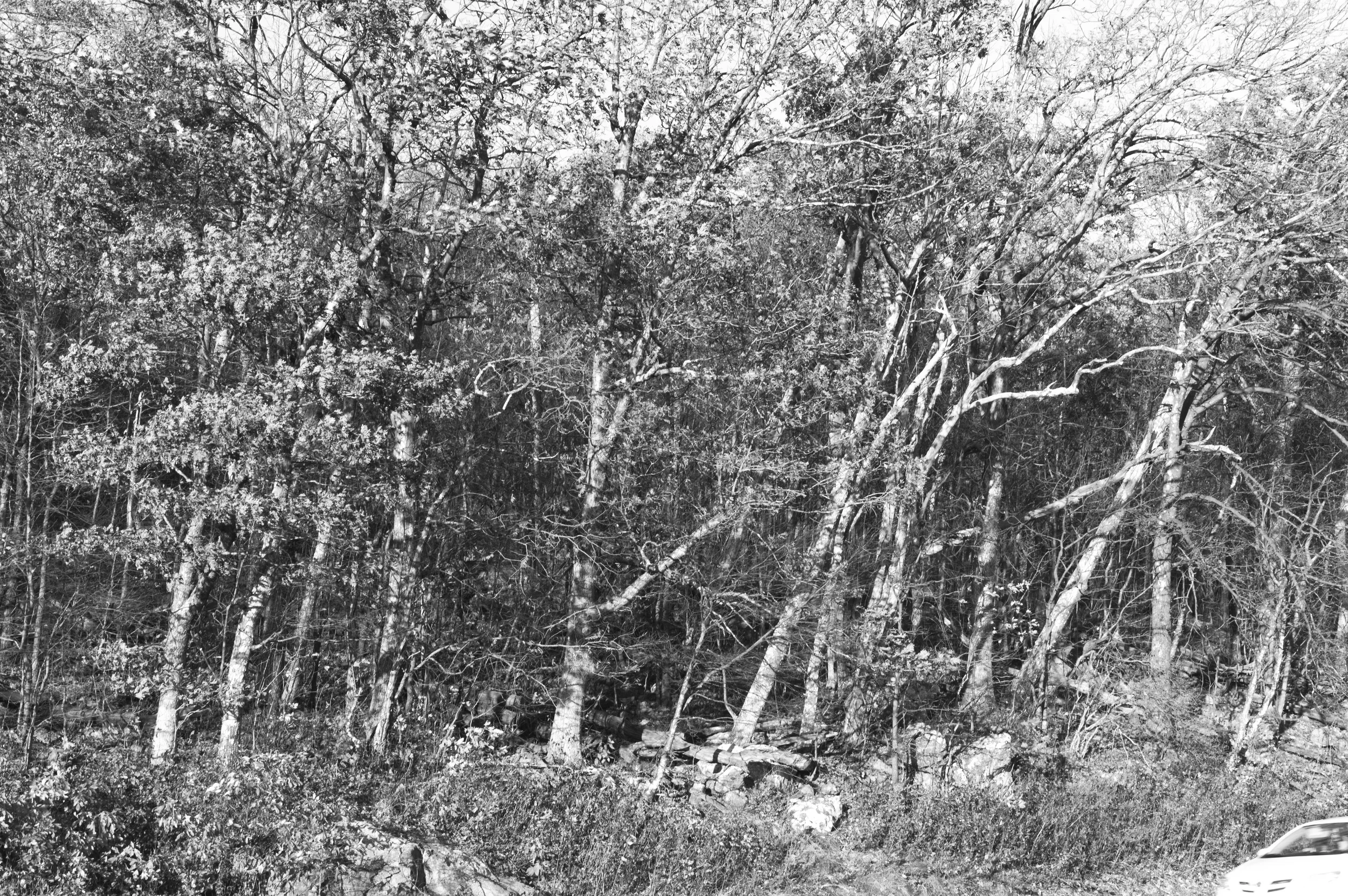 L1000548.jpg
