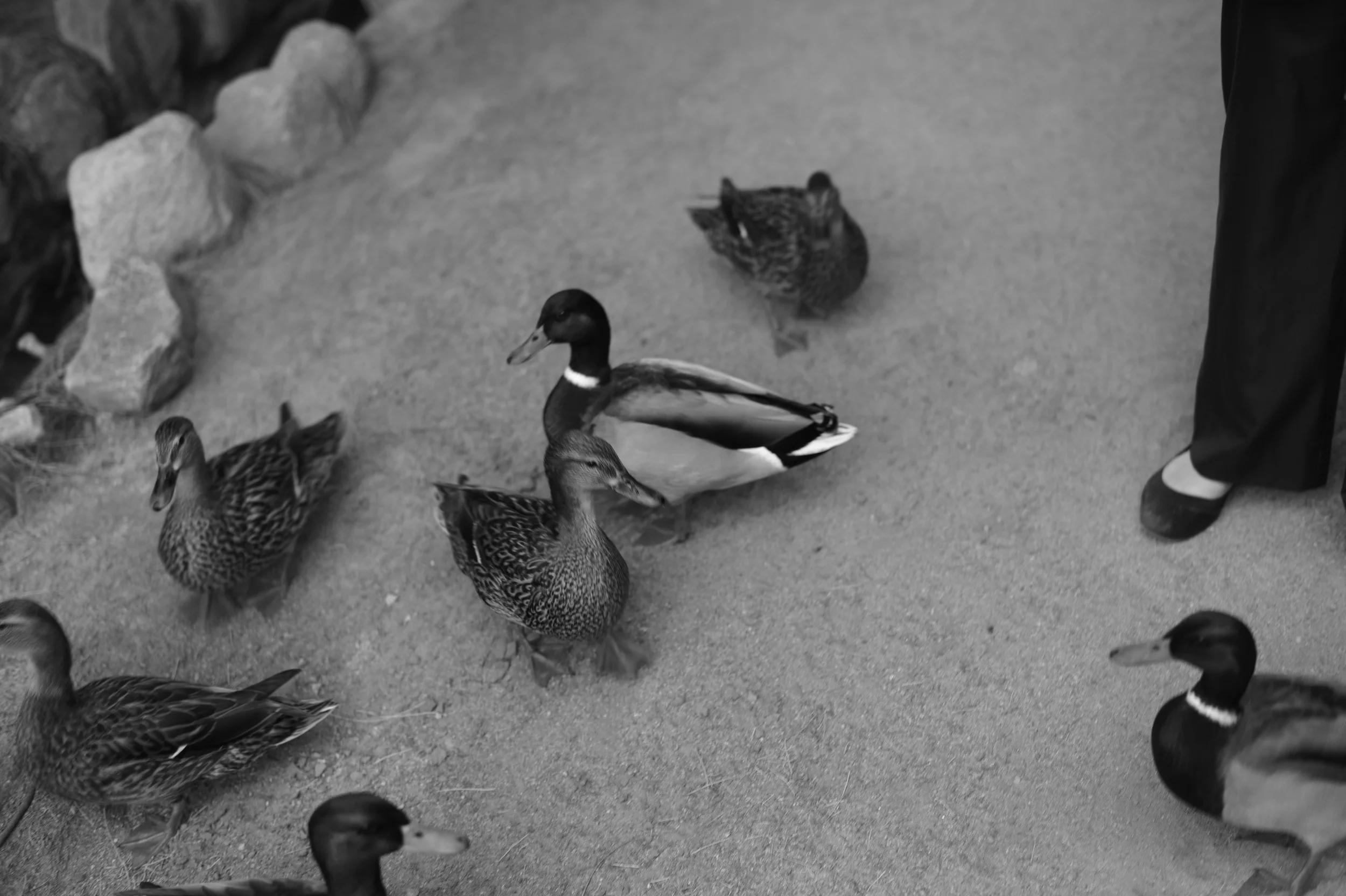 L1001016.jpg