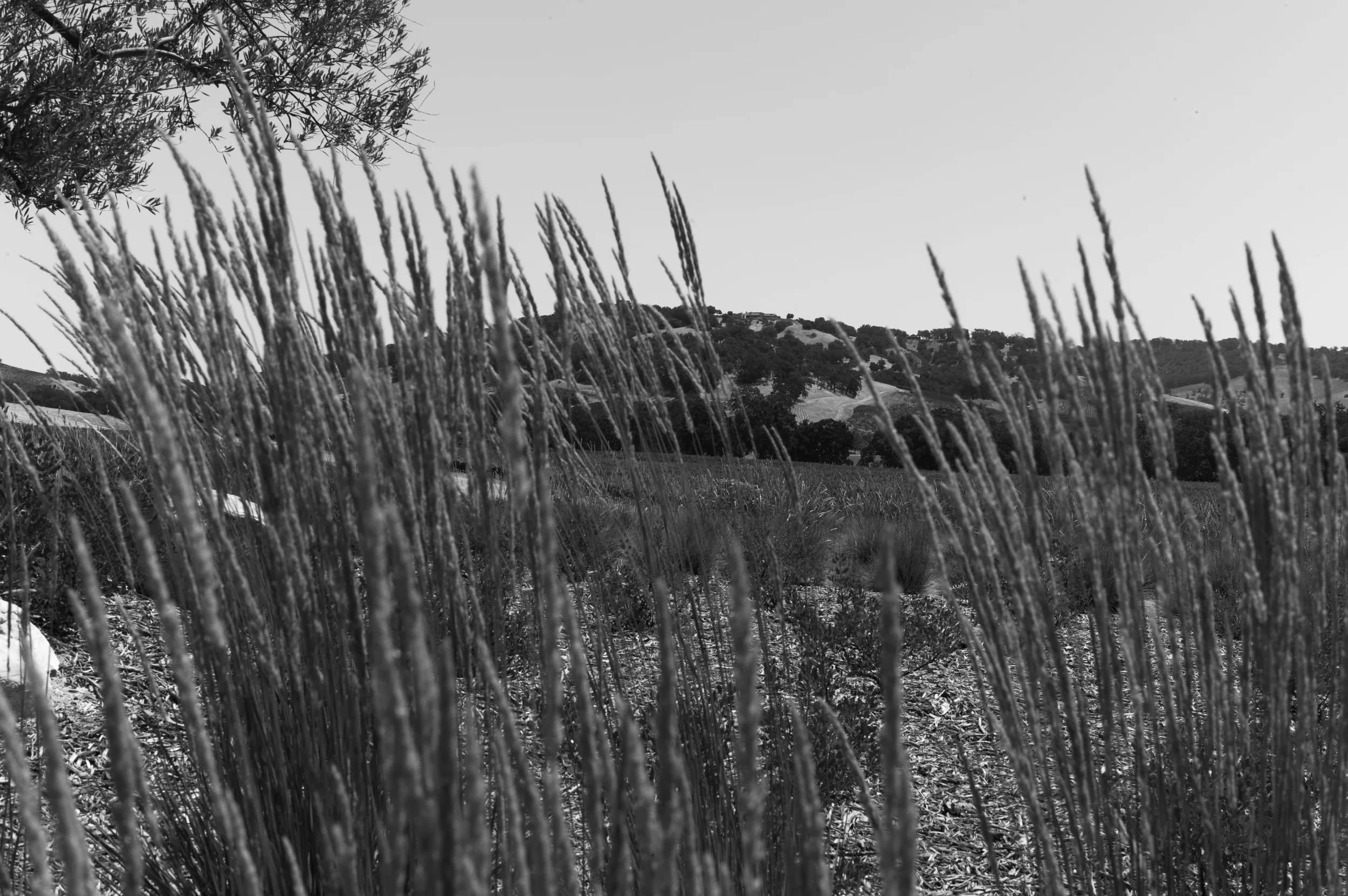 L1003105.jpg