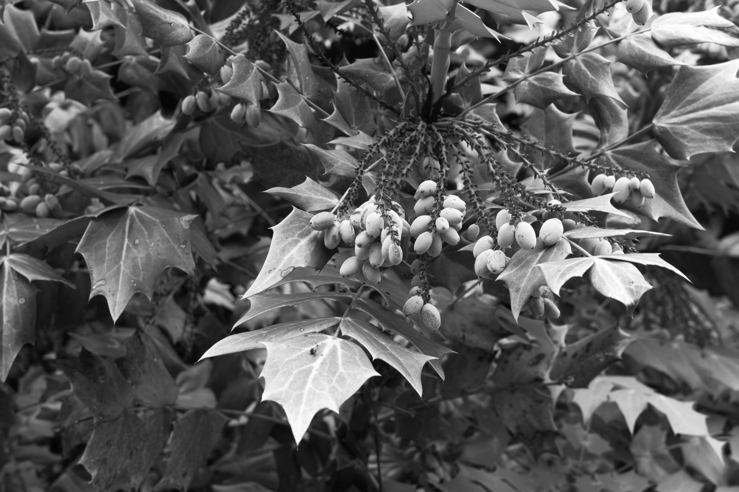 L1004445.jpg
